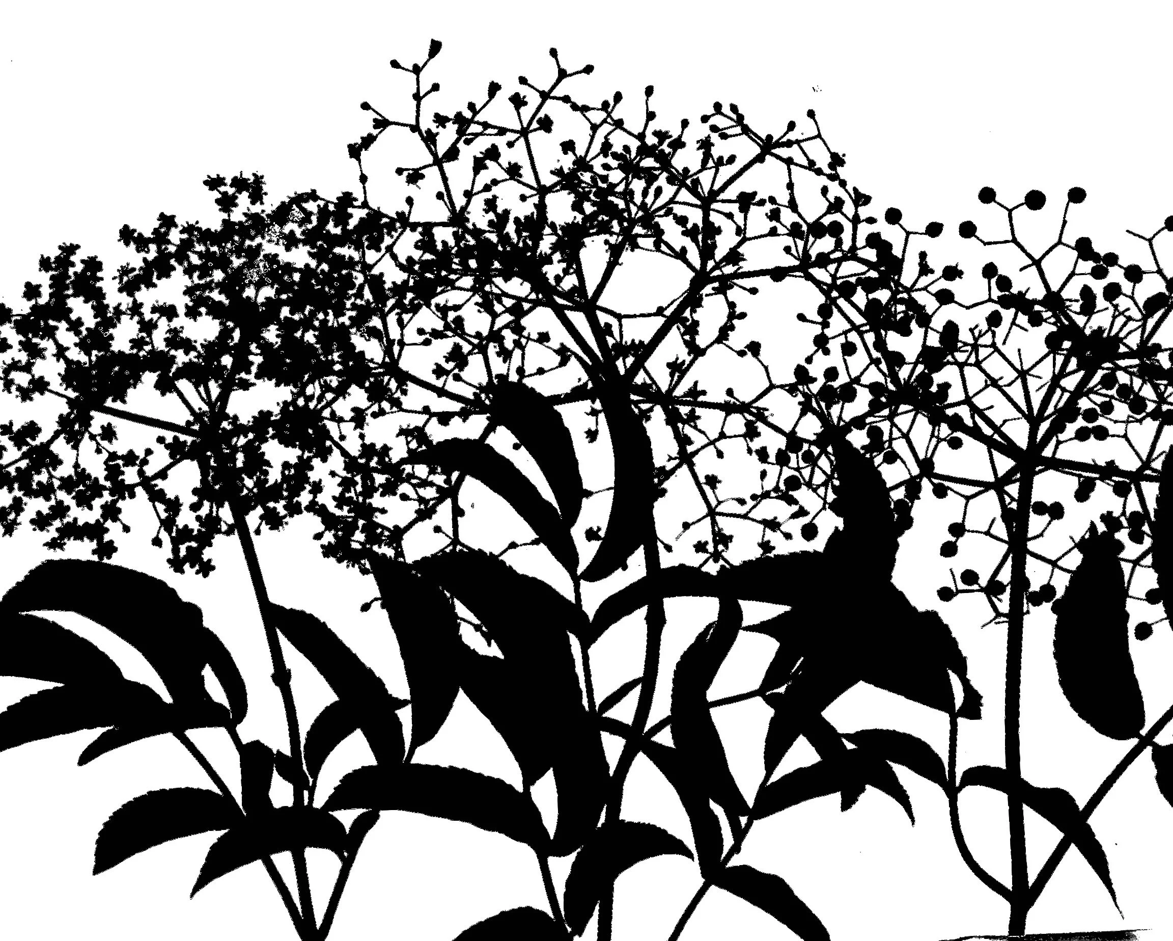 Elderberry, bloom to berries
Sambucus canadensis.   16x20  1B