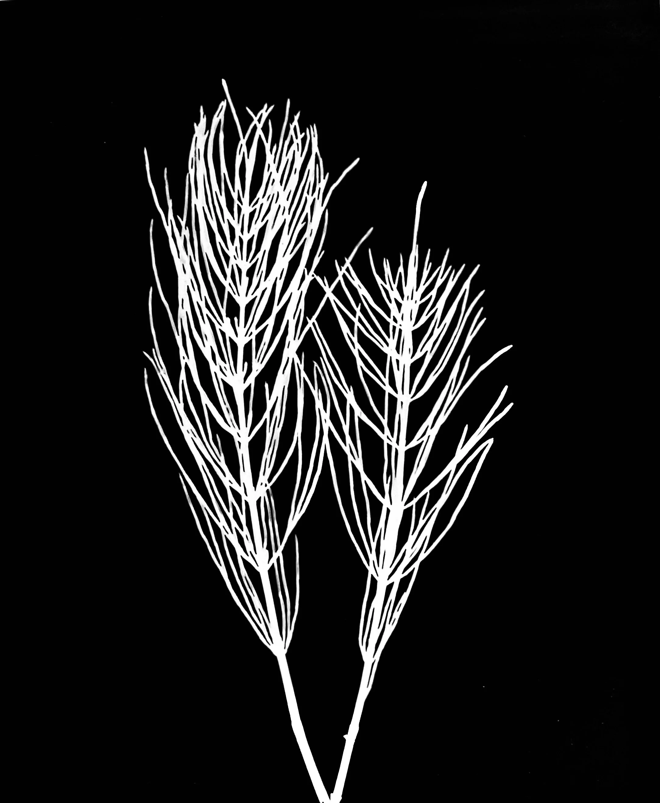 Horsetail/Scouring rush
Equisetum arvense. 8x10