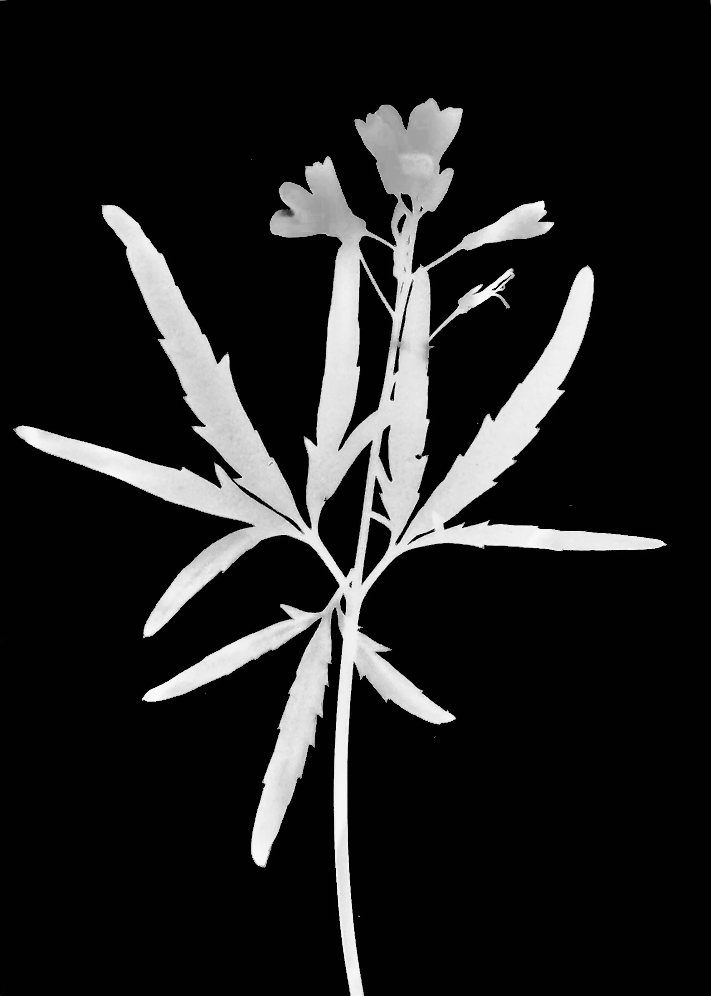 Toothwort. 5x7
Dentaria laciniata