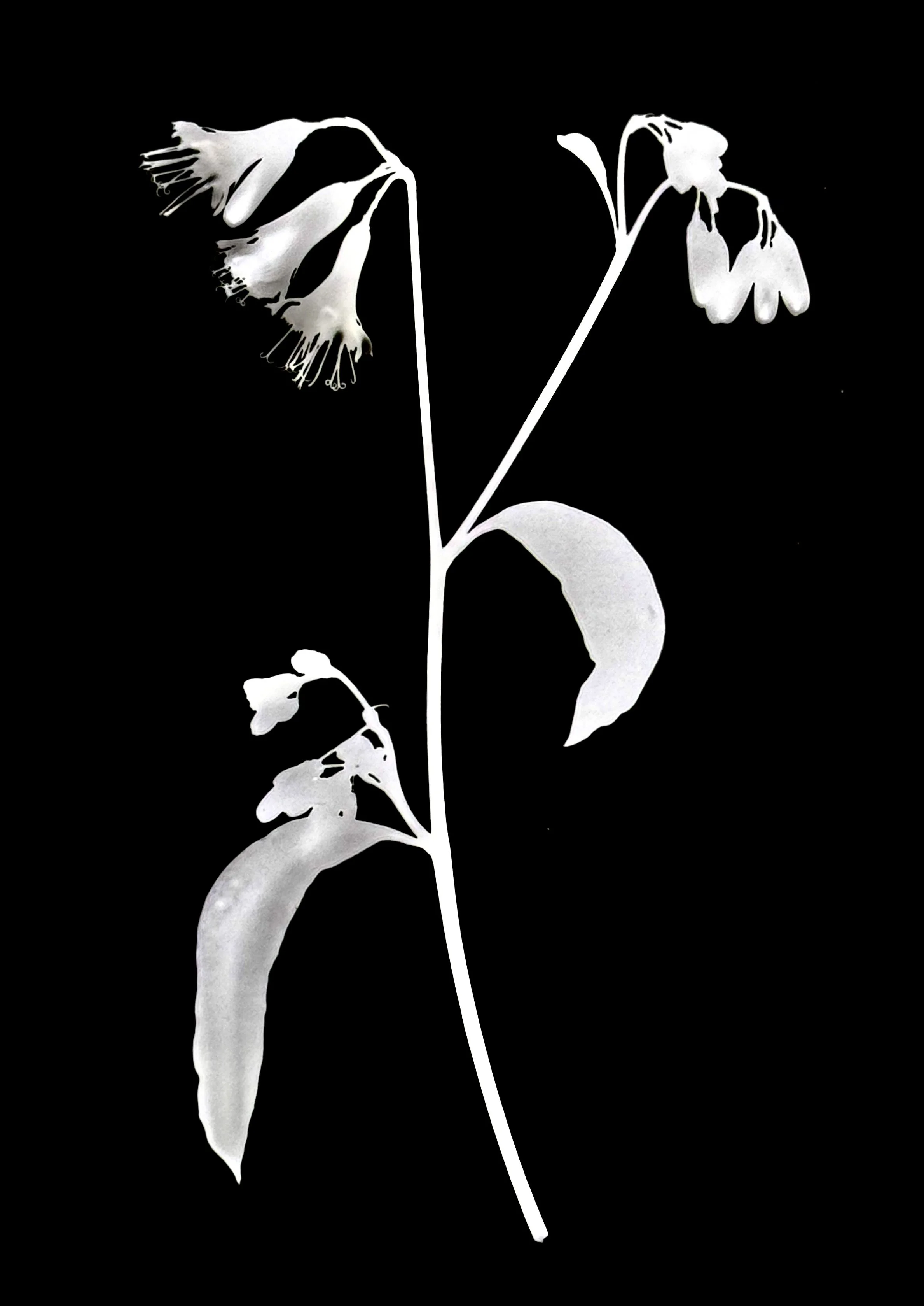 White lettuce. 5x7
Prenanthes alba