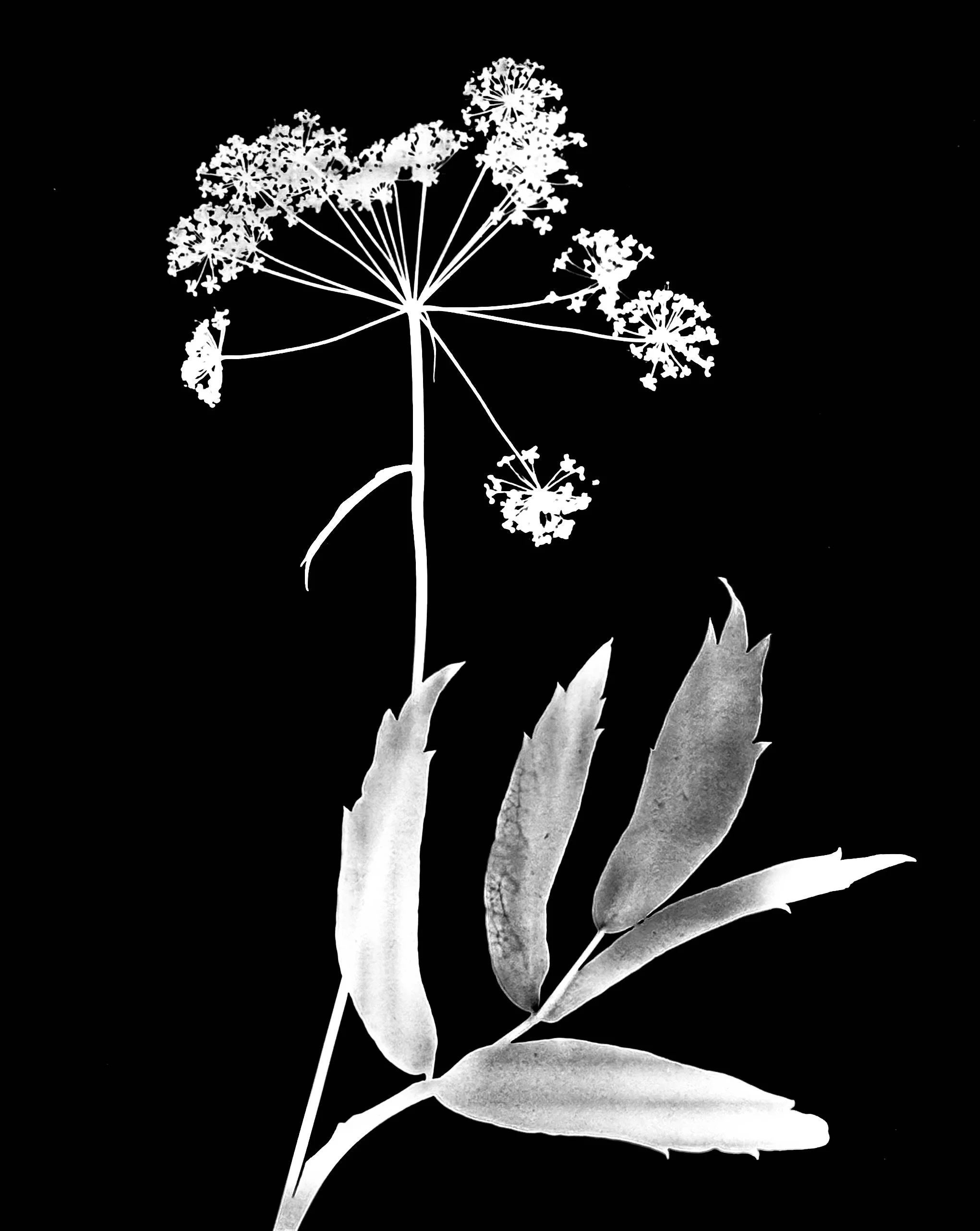 Water parsnip
Sium suave. 5x7