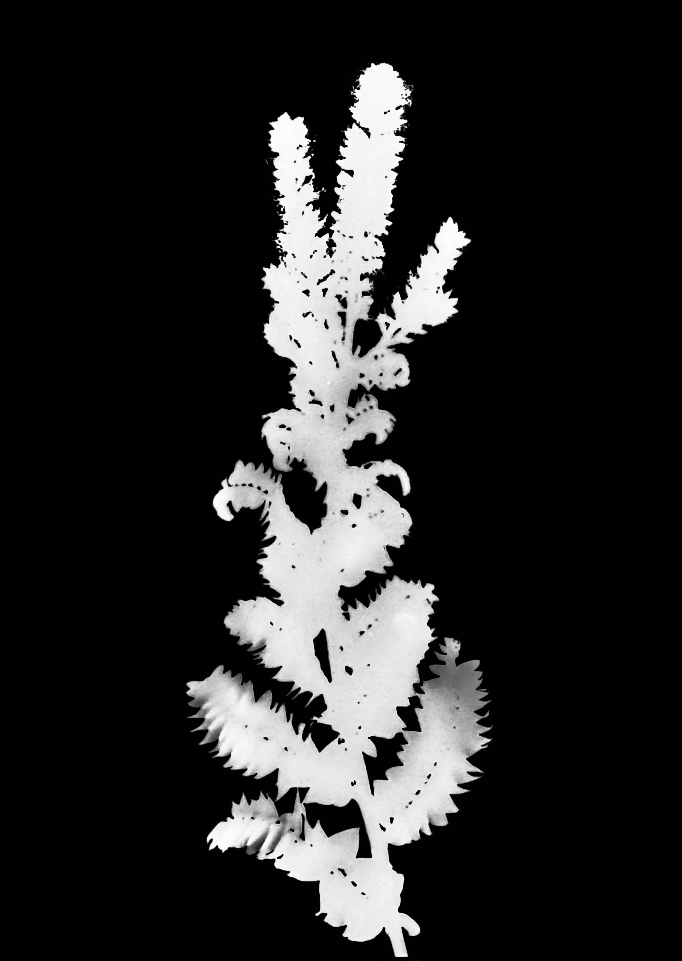 Lead plant. 5x7
Amorpha canescens