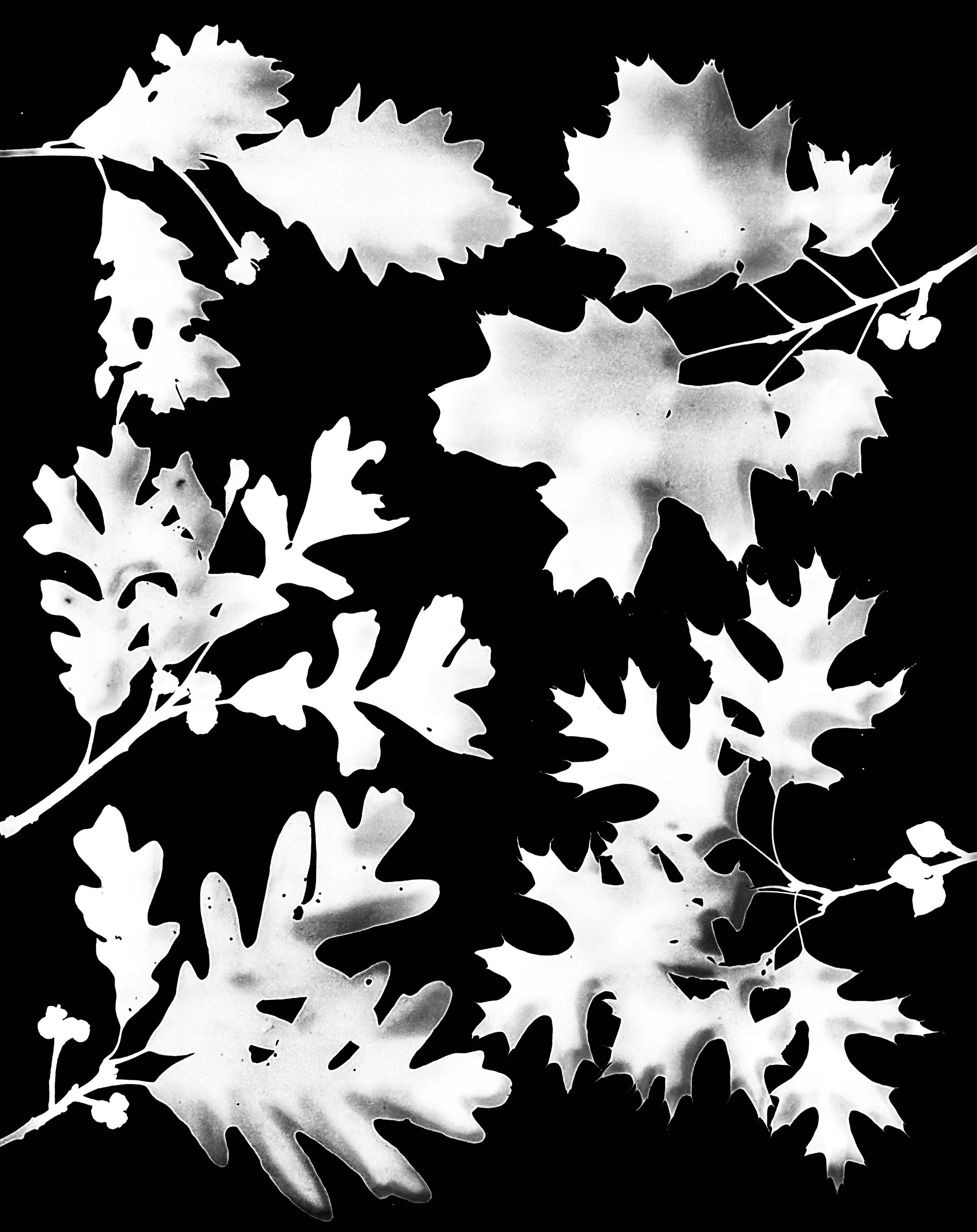 Oaks of NE Illinois- Early Acorns. 4 of 4
CW from upper right : Red, Scarlet, White, 
Bur, Swamp White
Quercus rubra, coccinea, macrocarpa, alba,
bicolor
16x20