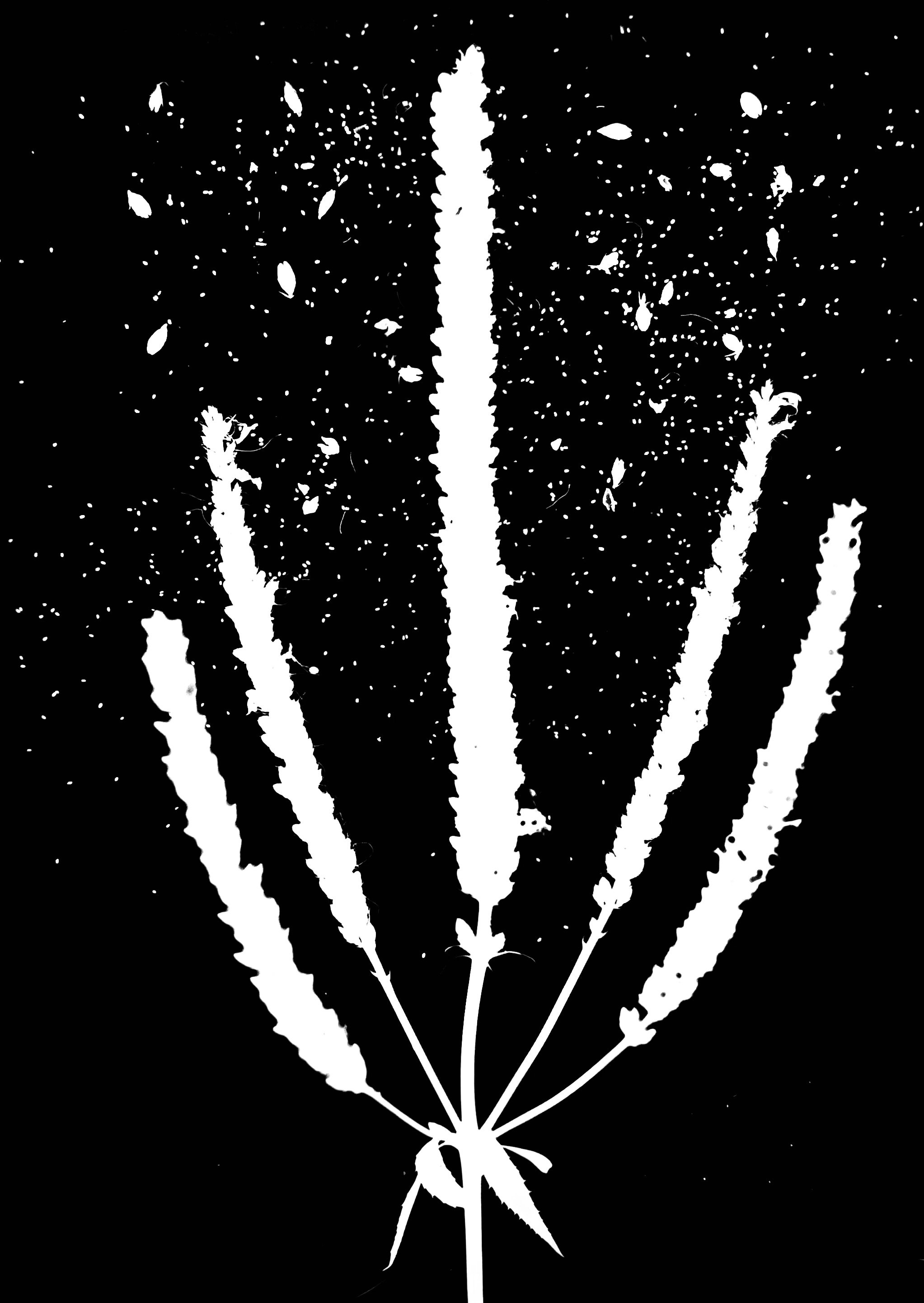 Culver's Root seeds. 5x7
Veronicastrum virginicum