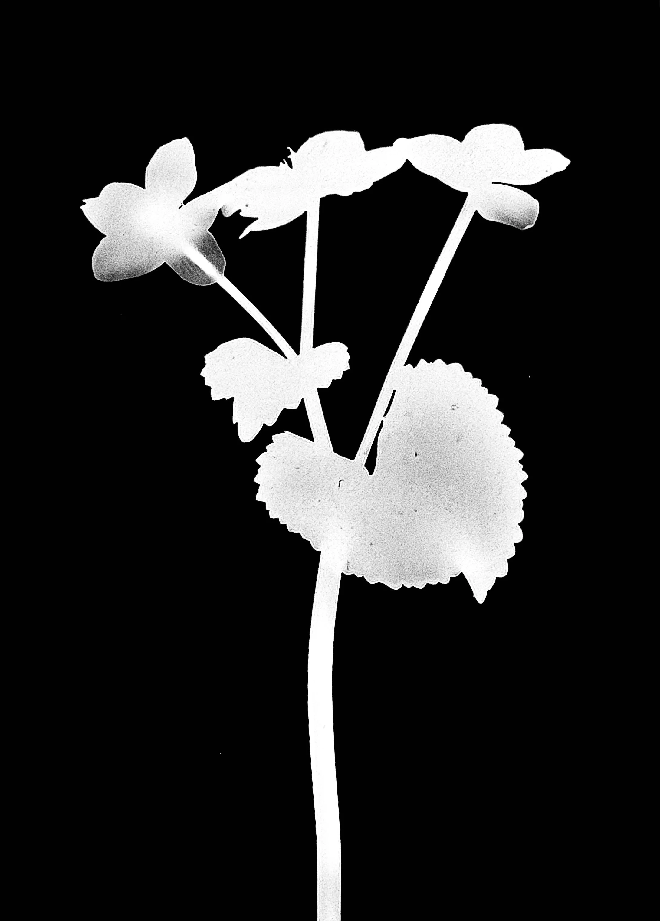 Marsh marigold
Caltha palustris. 5x7