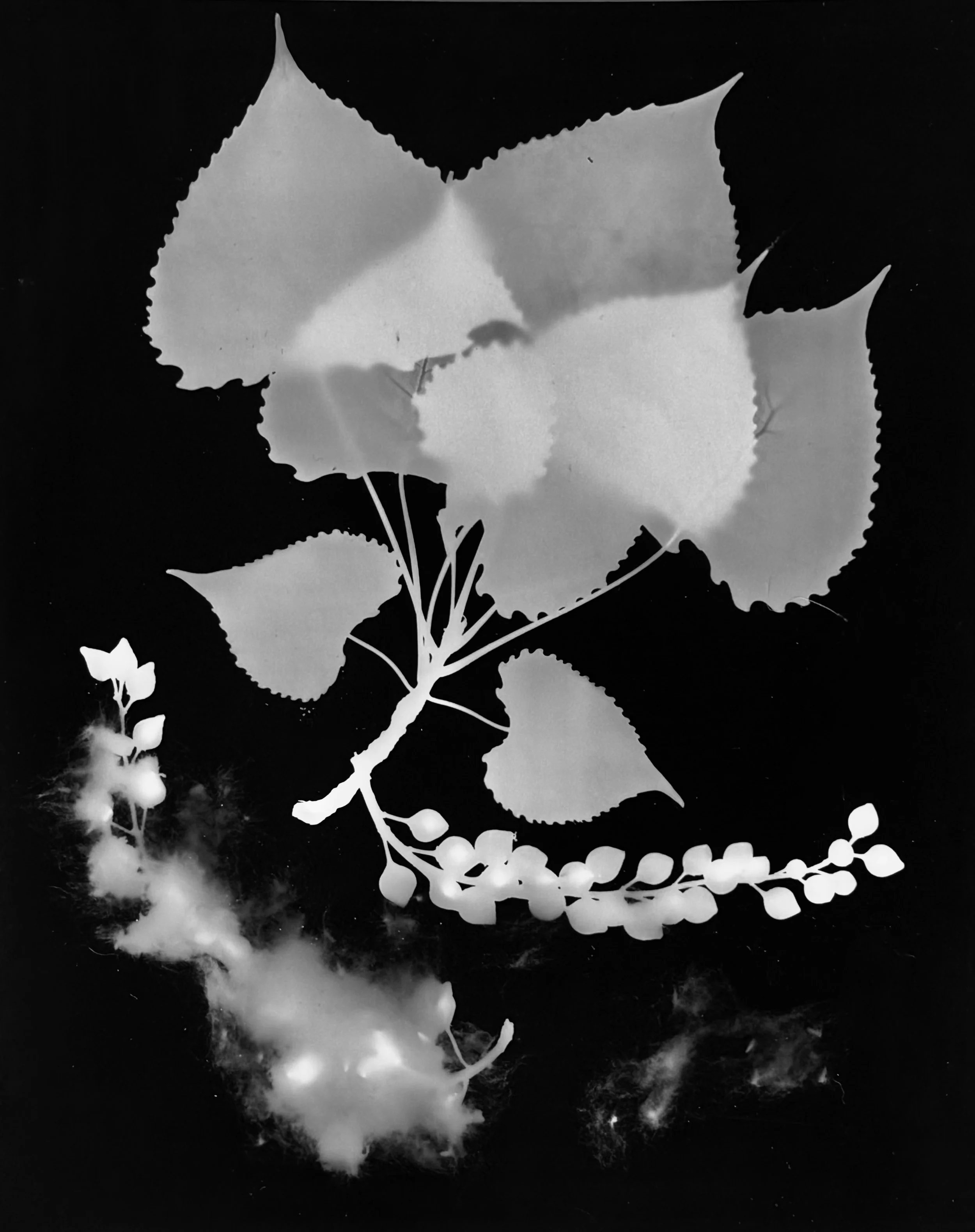 Eastern Cottonwood seeds
Populous deltoides. 8x10