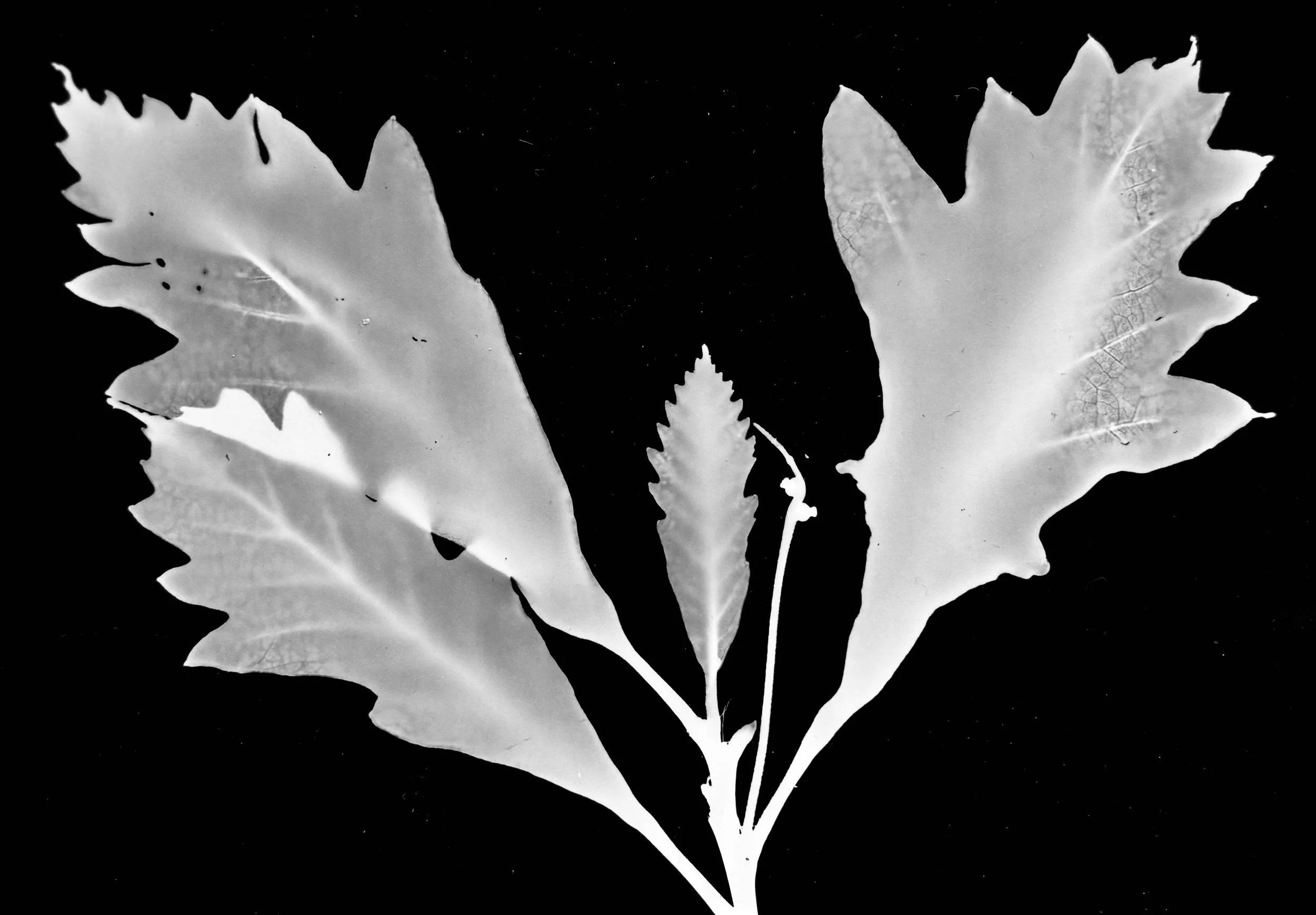 Shingle Oak
Quercus imbricaria
8x10