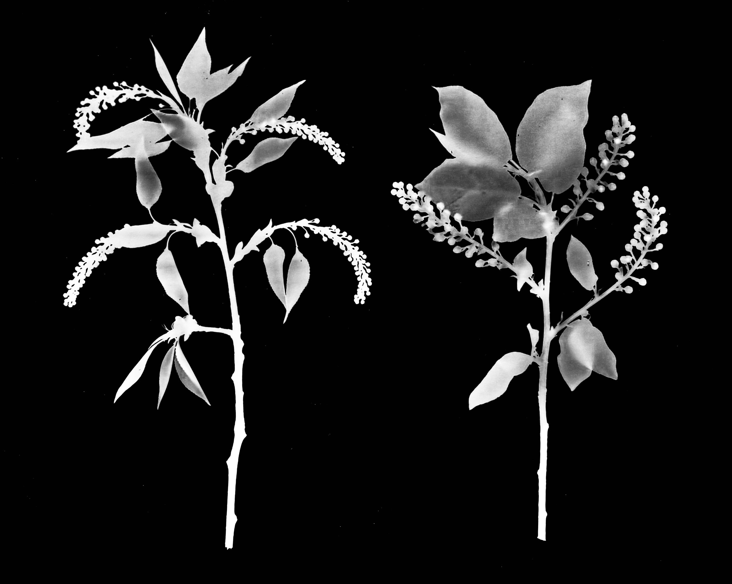 Cherries. Wild Black Cherry (tree), Choke Cherry (shrub)
Prunus serotina, Prunus virginiana.   11x14