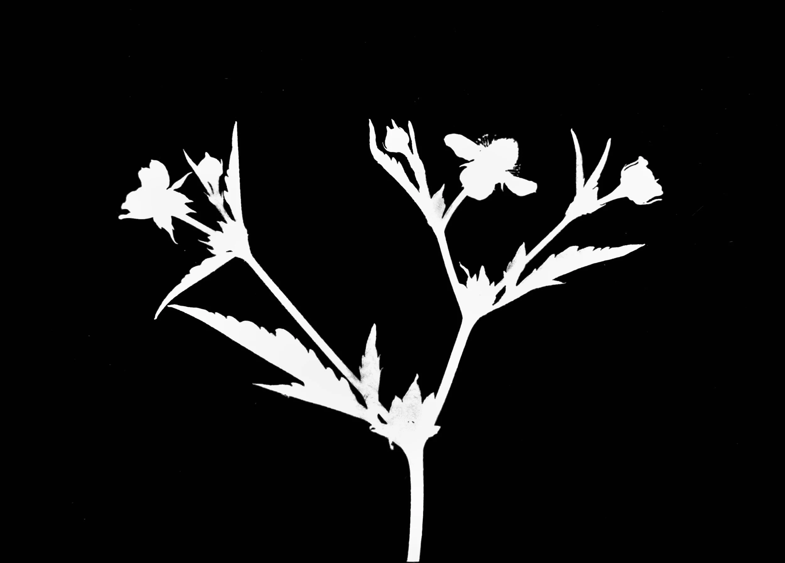 Yellow avens. 5x7
Geum aleppicum