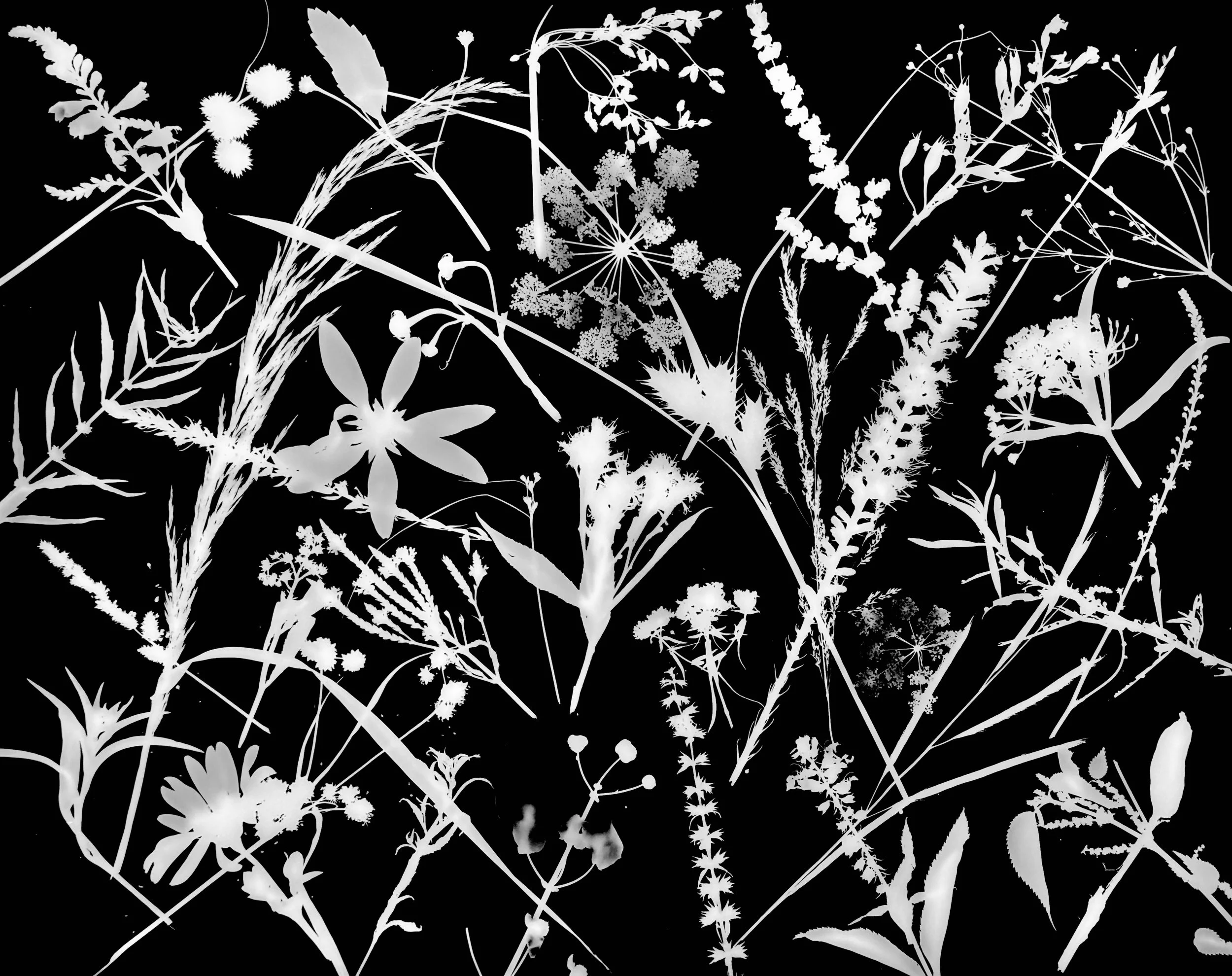 Native leaves, flowers and seeds, NE Illinois
16x20