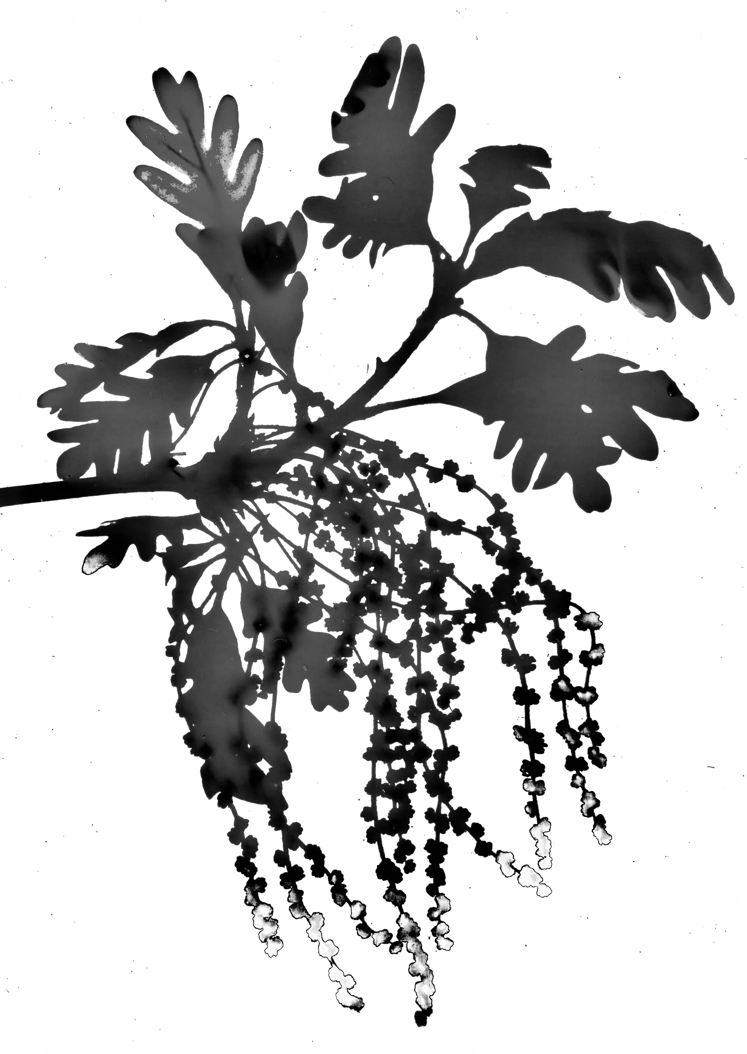 Bur Oak in bloom
Quercus bicolor
8x10.  1B