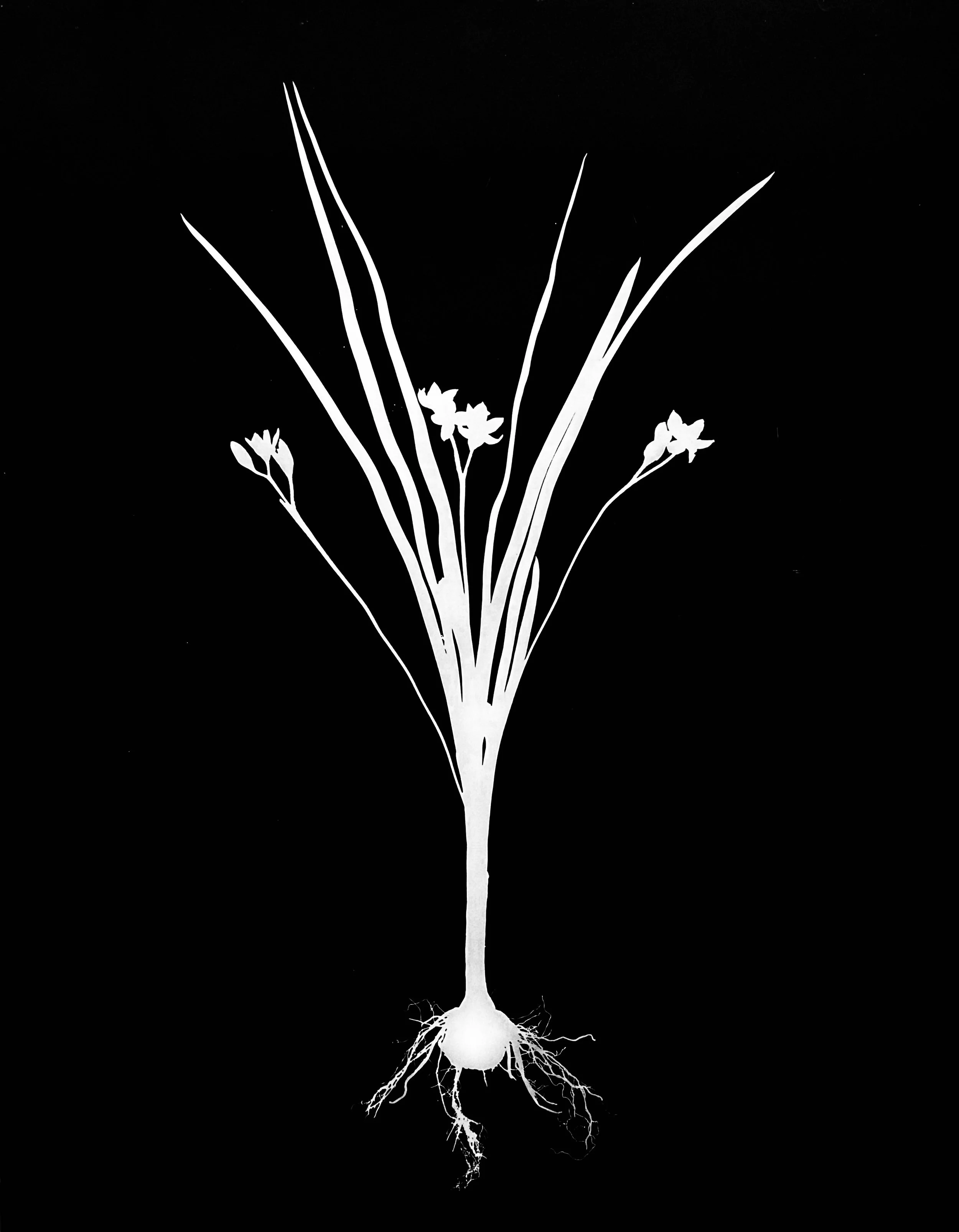 Yellow star grass roots
Hypoxis hirsuta. 11x14