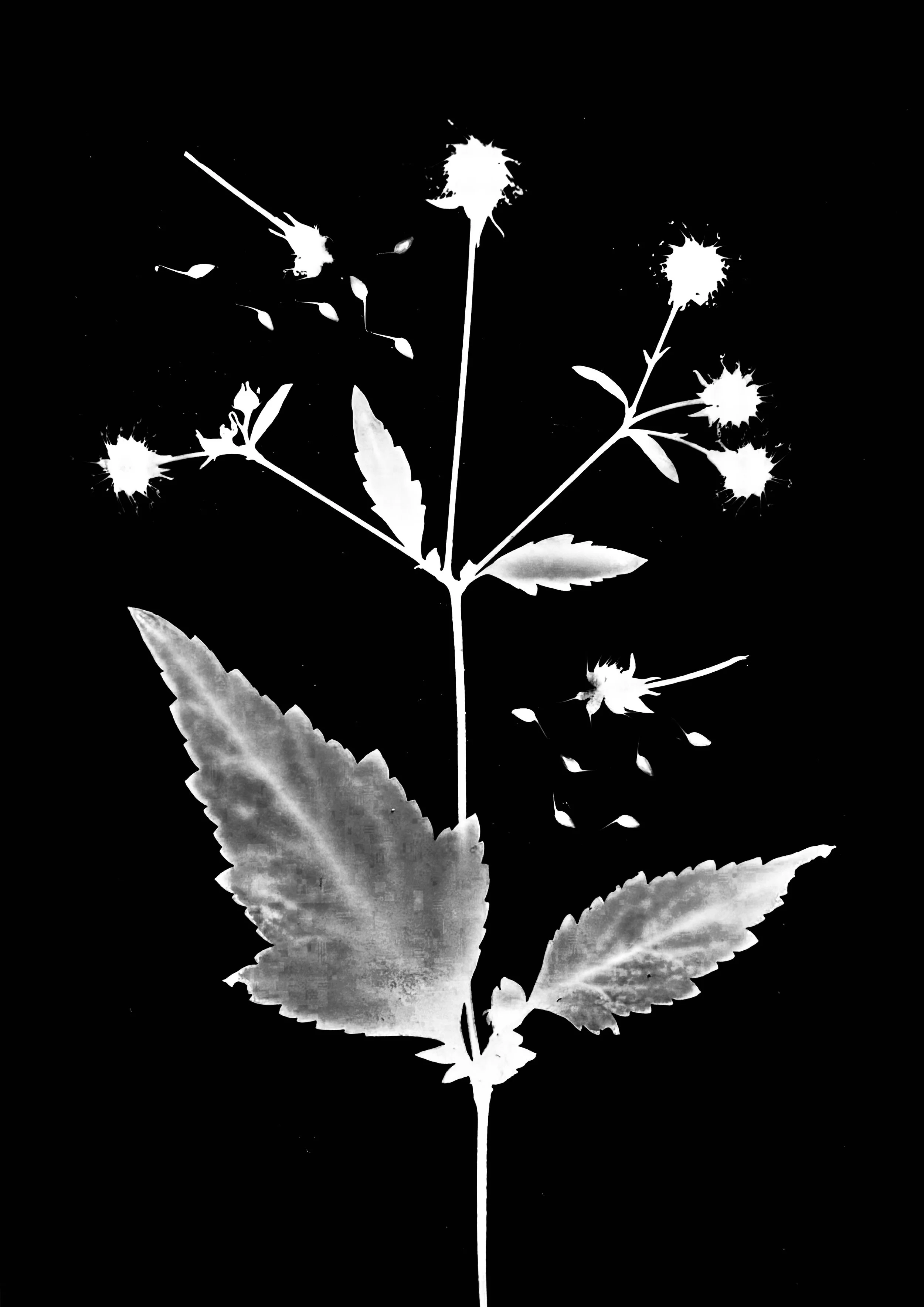 White/Woodland Avens seeds
Geum canadense.  5x7