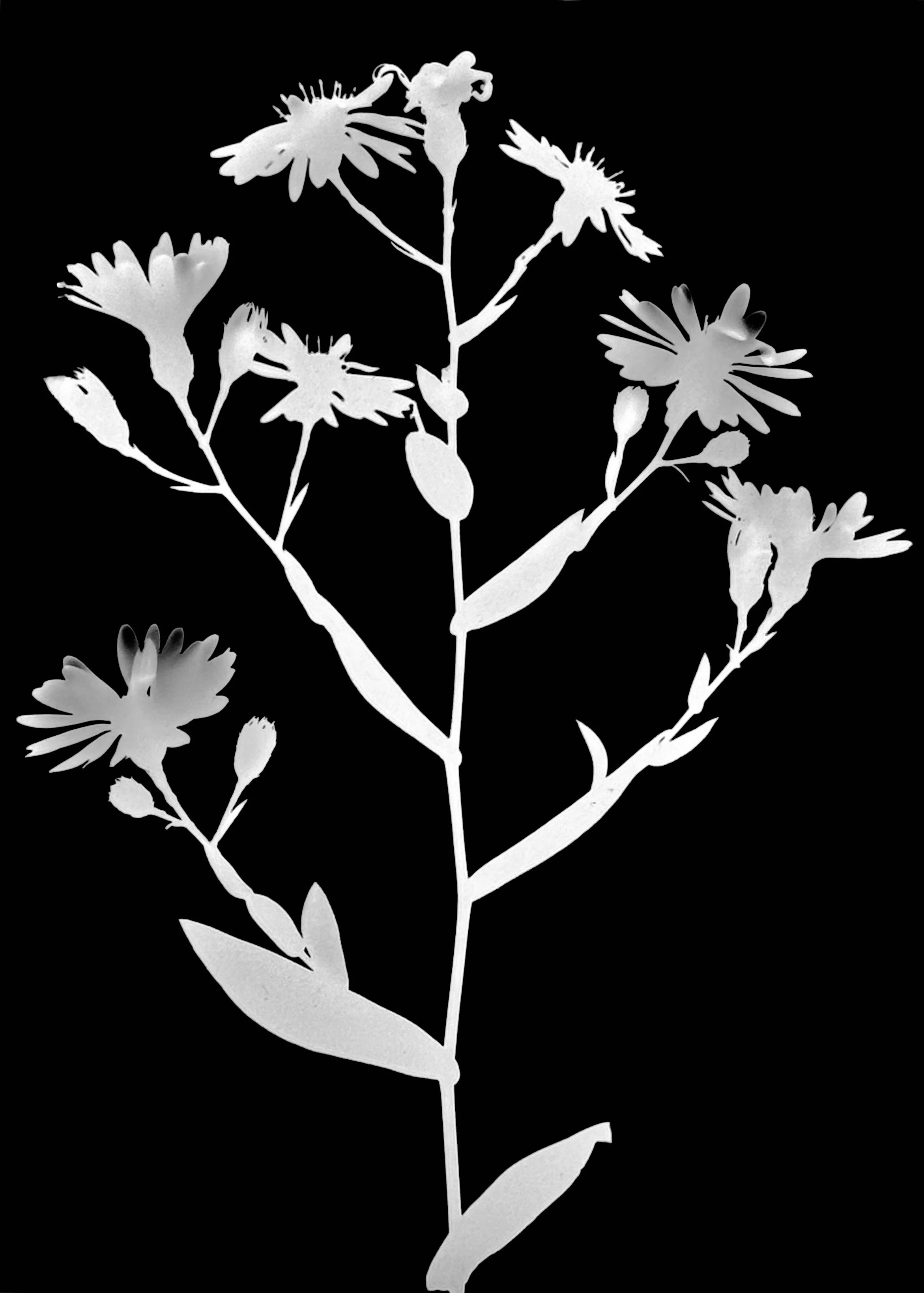 Smooth blue aster. 5x7
Symphyotrichum leave