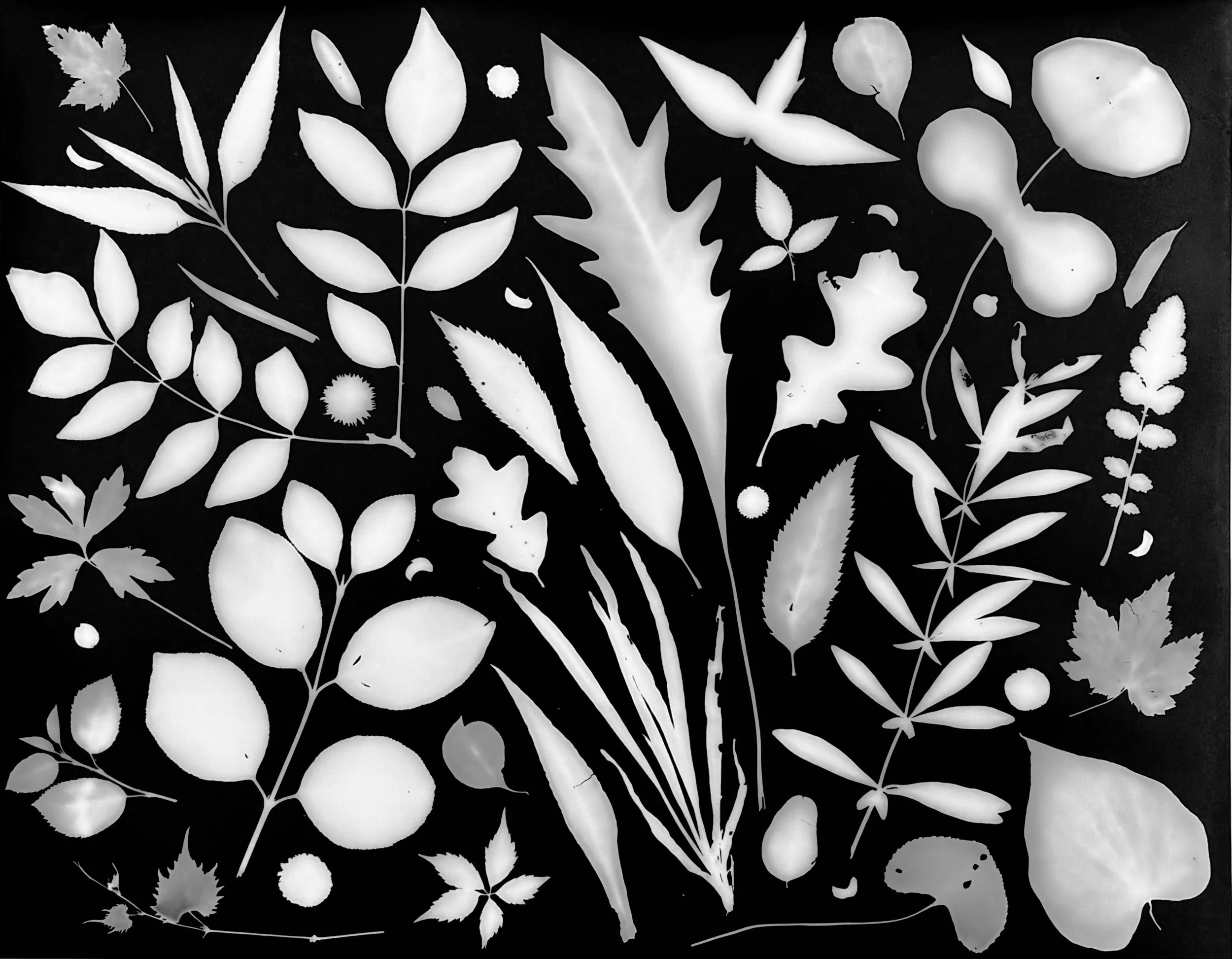 Native leaves of prairies and woodlands, 
NE Illinois
20x24.  1A