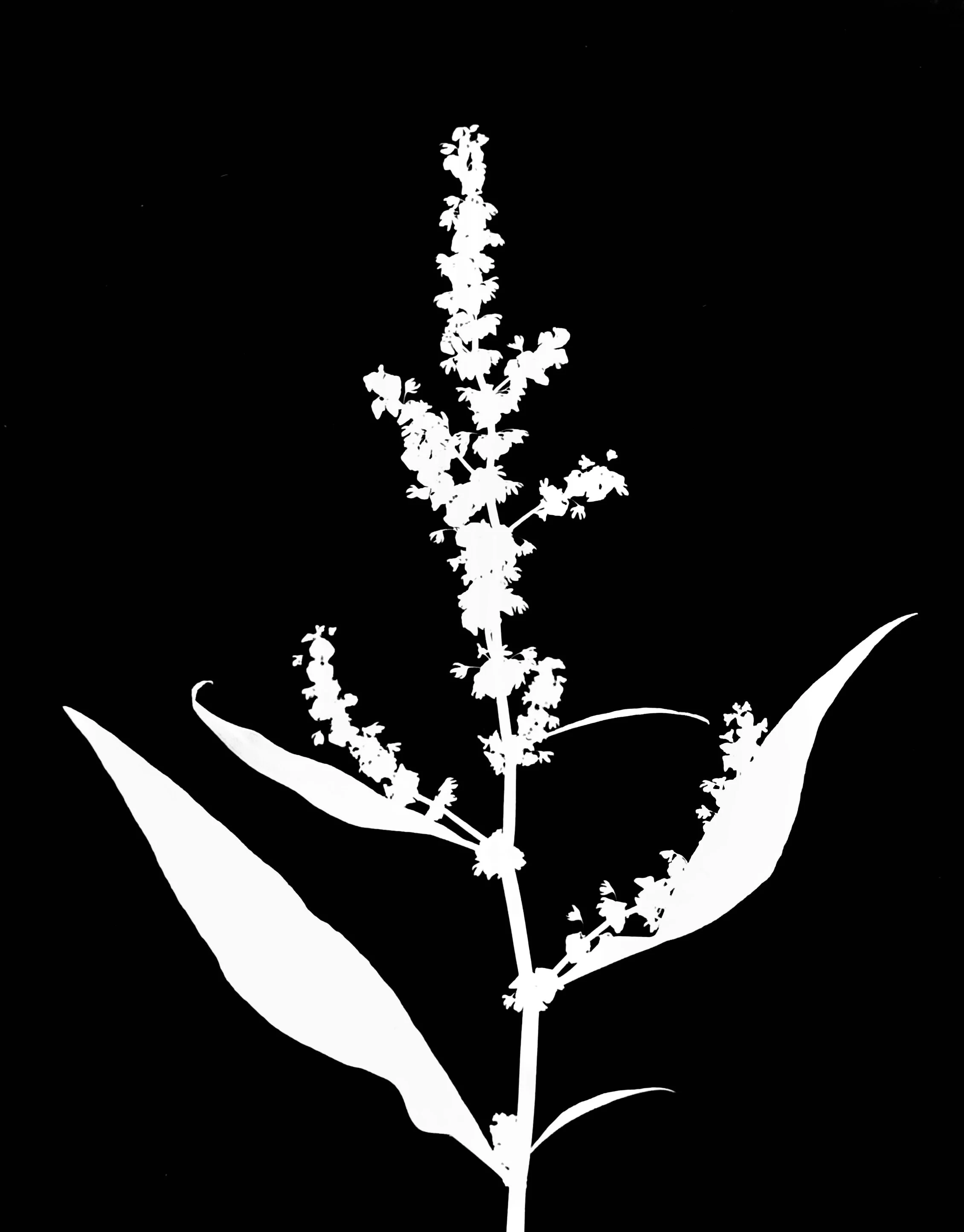 Pale dock. 5x7
Rumex altissimus