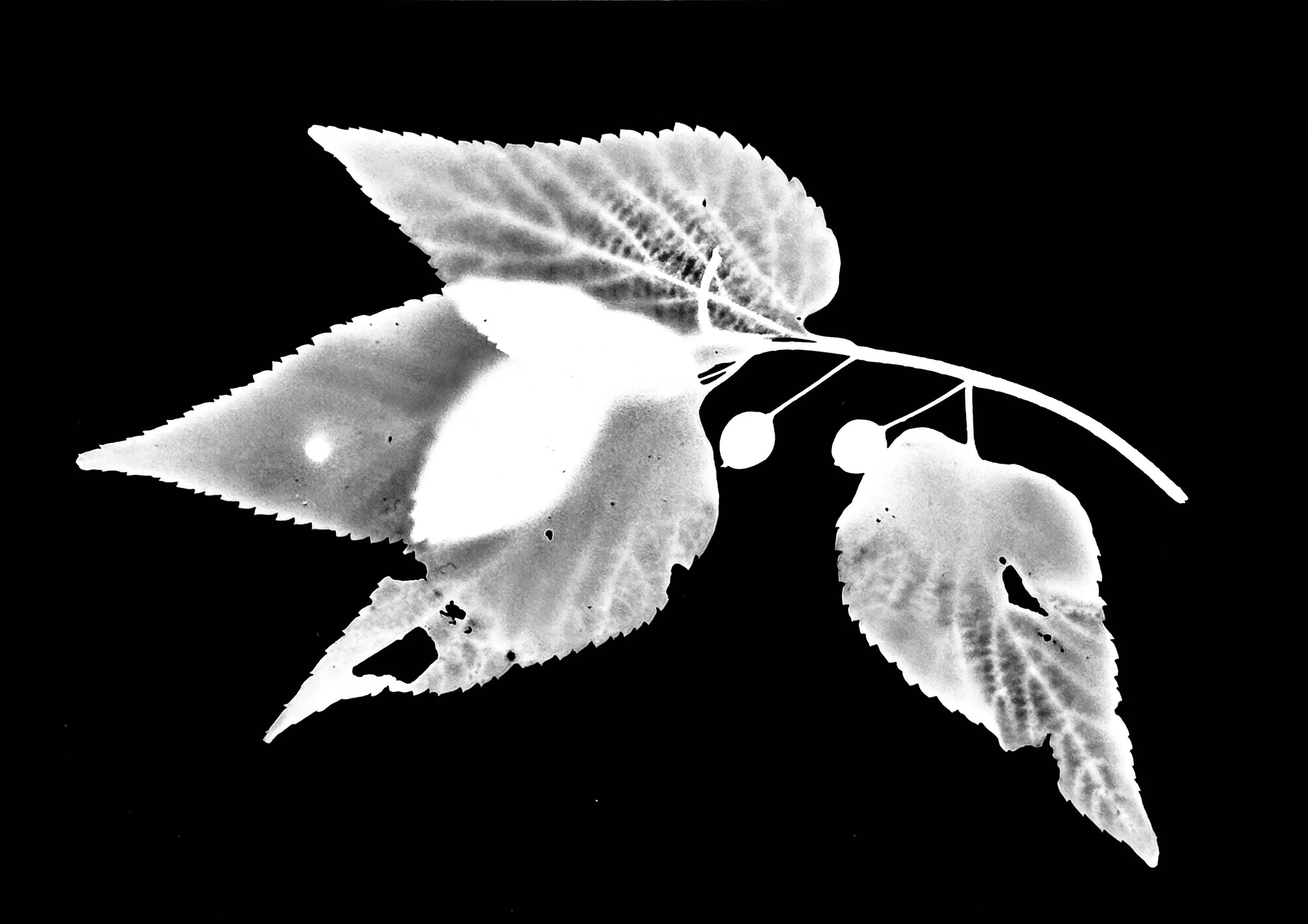 Hackberry.  8x10
Celtis occidentalis 