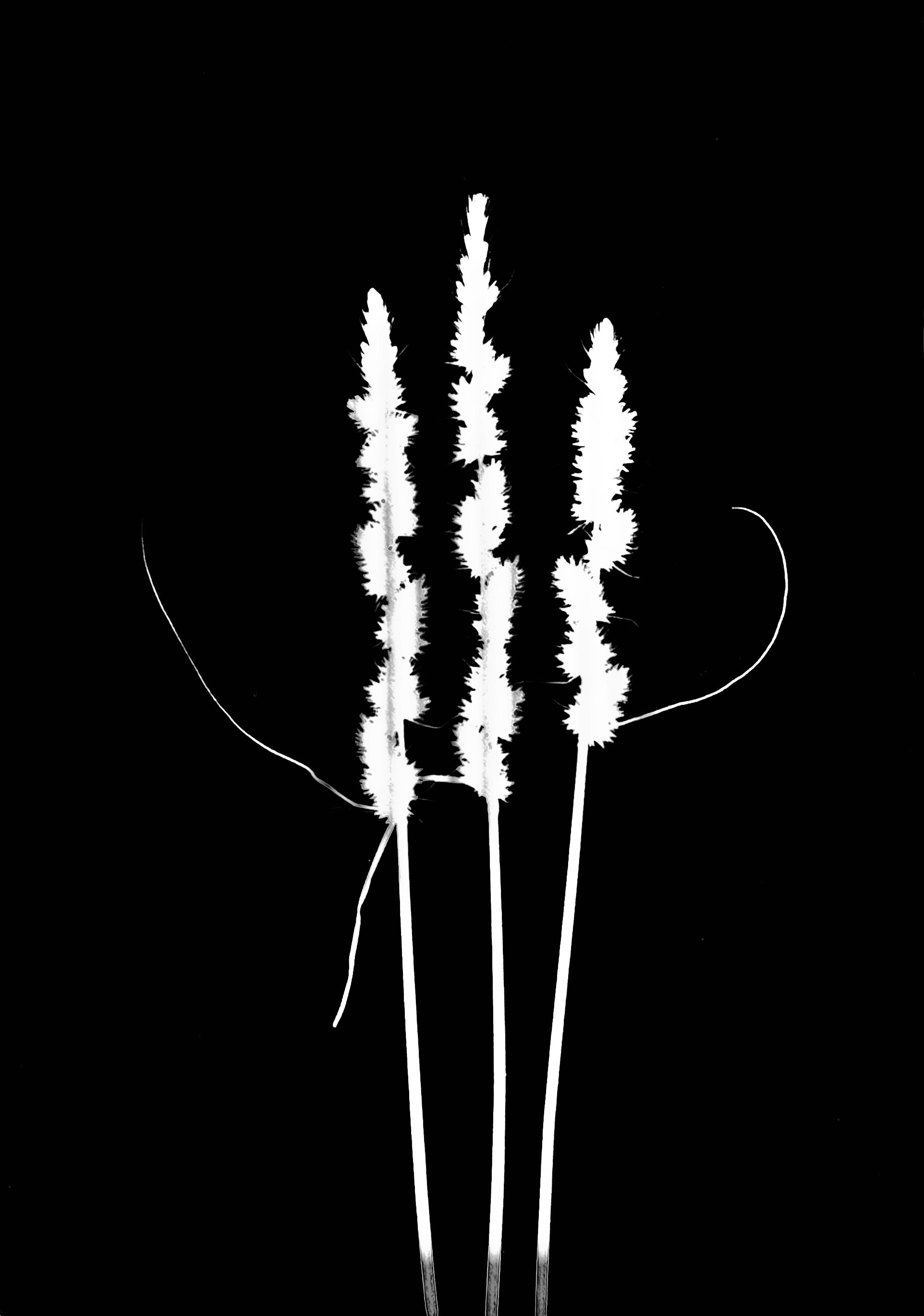 Common fox sedge 
Carex stipata   5x7