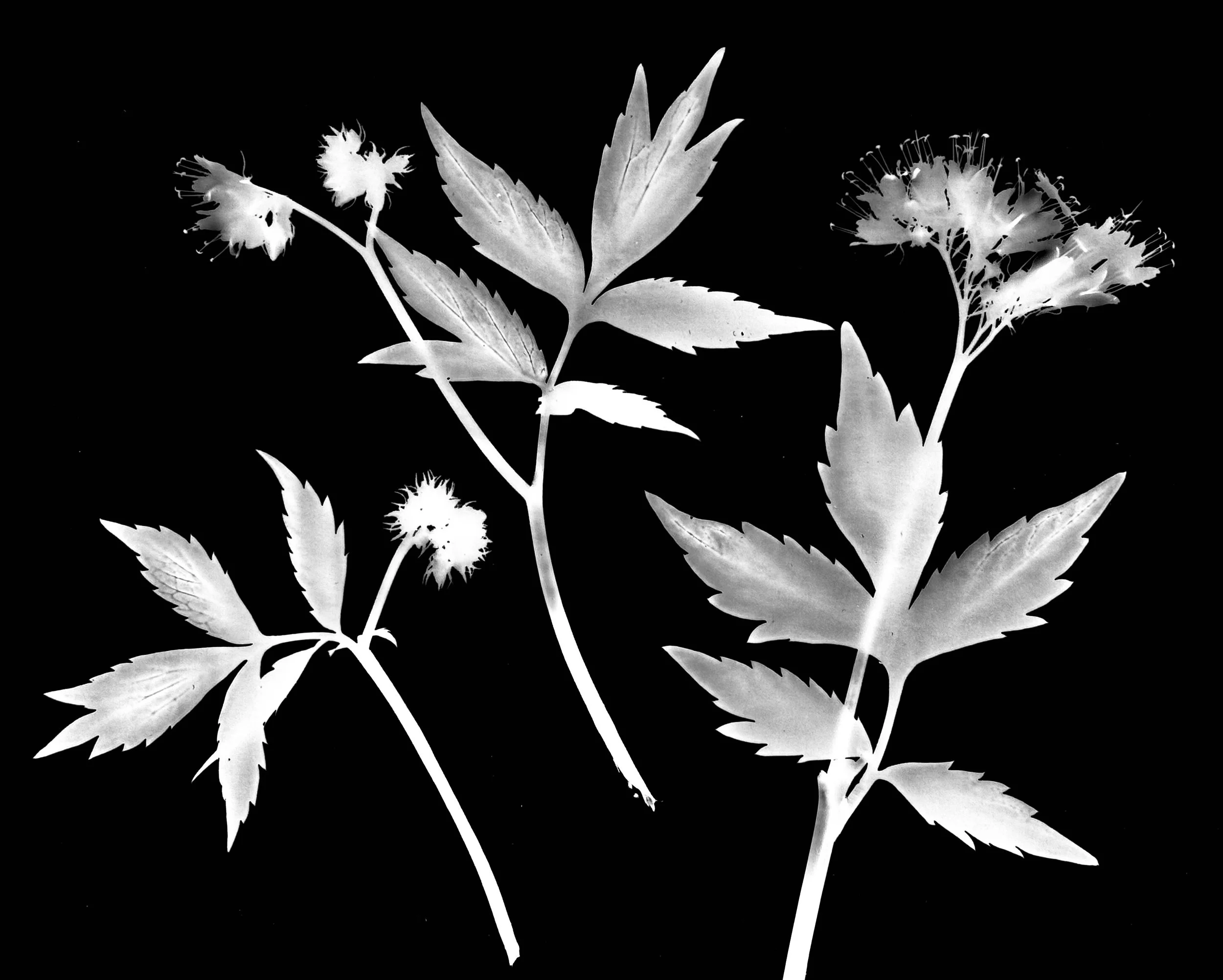 Virginia waterleaf. 8x10
Hydrophyllum viginianum
