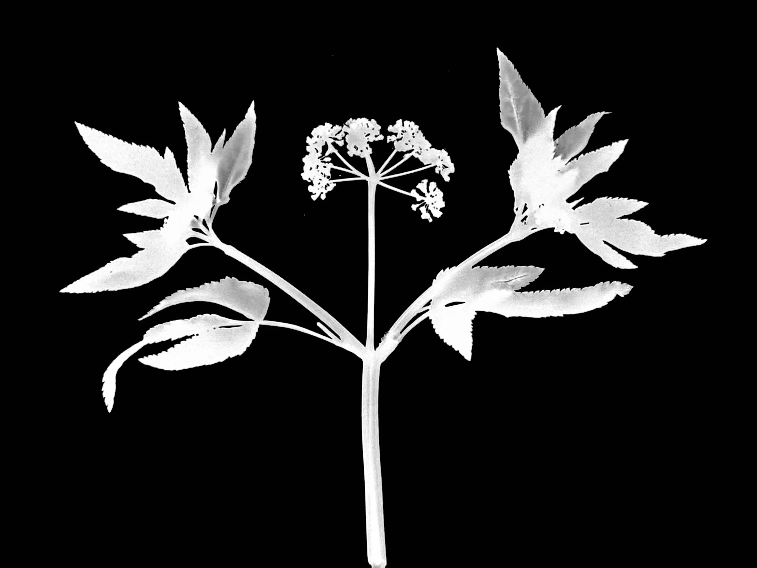 Golden Alexanders
Zizia aurea. 5x7