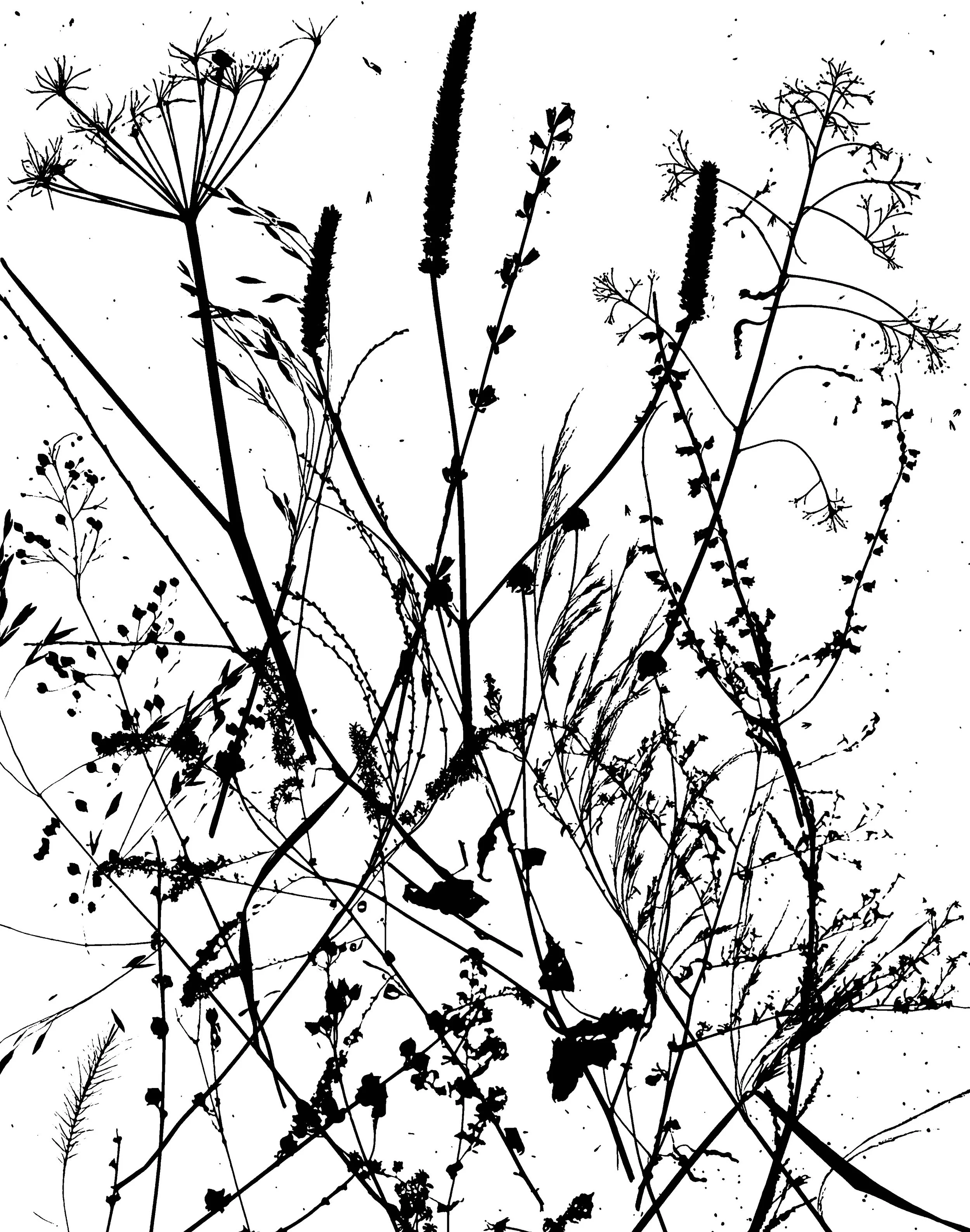 Dormant Woodland plants
16x20.   2B