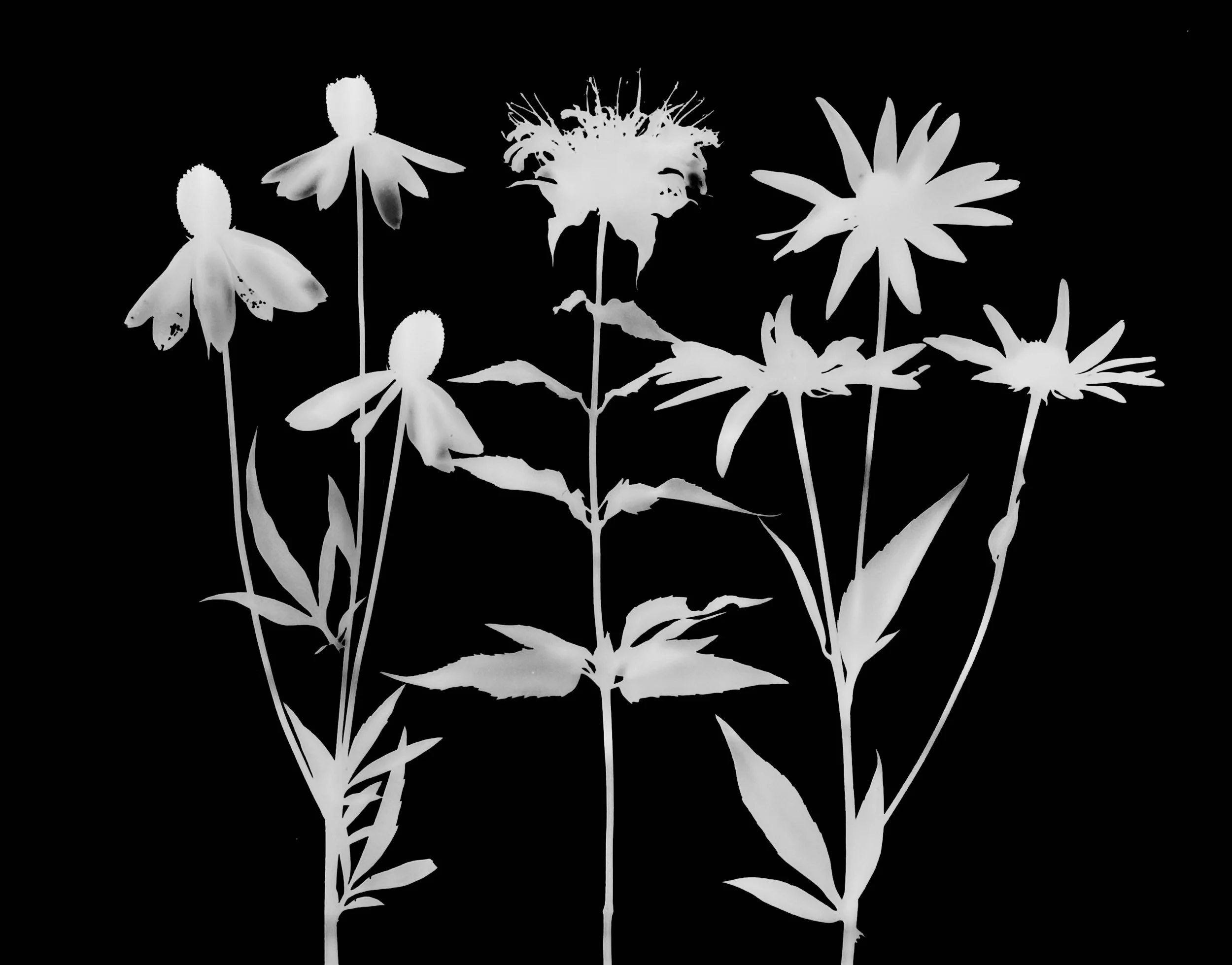 Mid summer prairie plants. 
Yellow coneflower, wild Bergamot, 
Black-Eyed Susan.  11x14.  1A