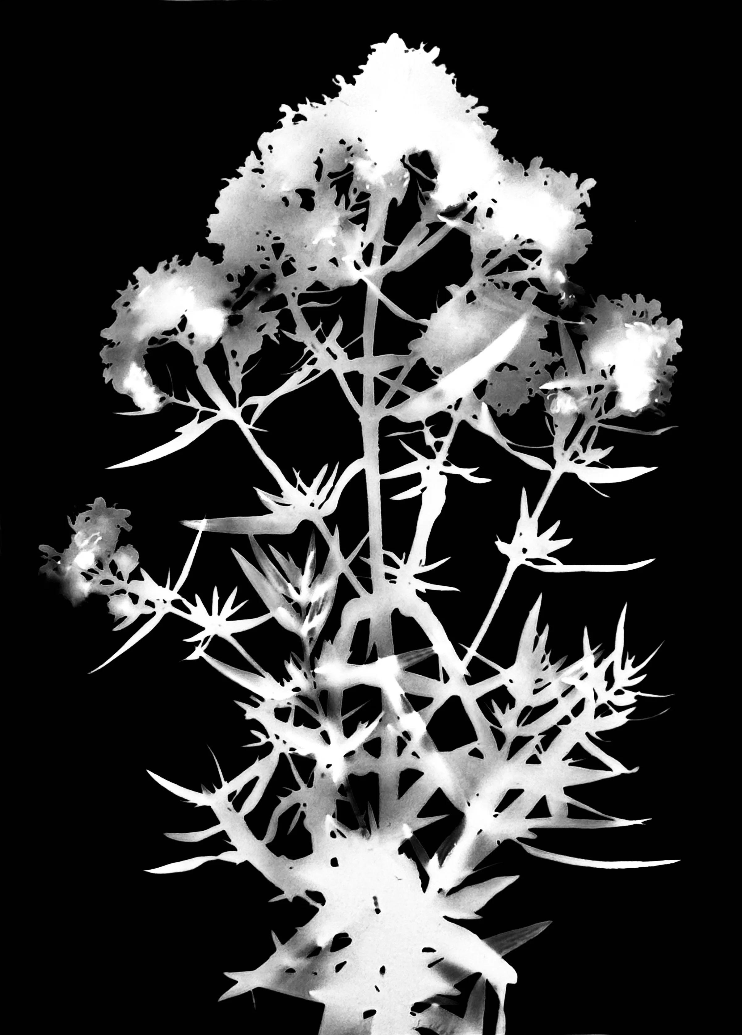 Common Mountain Mint
Pycnanthemum virginianum
5x7