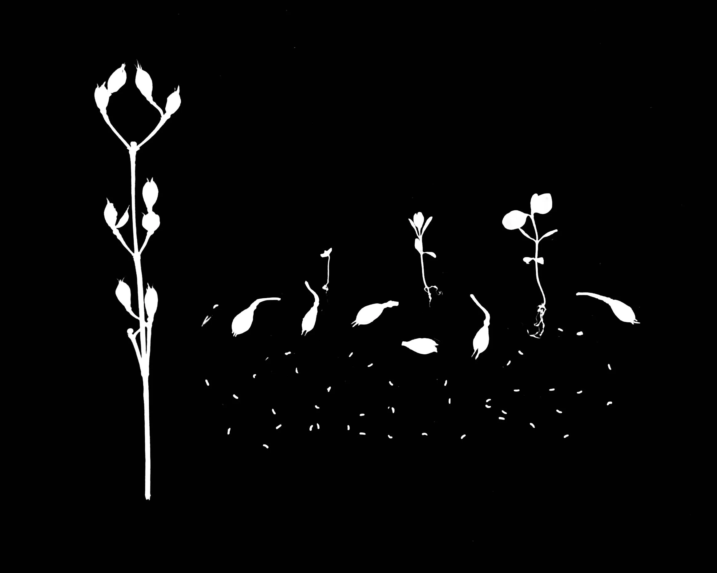 Shrubby St. John's wort
Hypericum prolific. 8x10