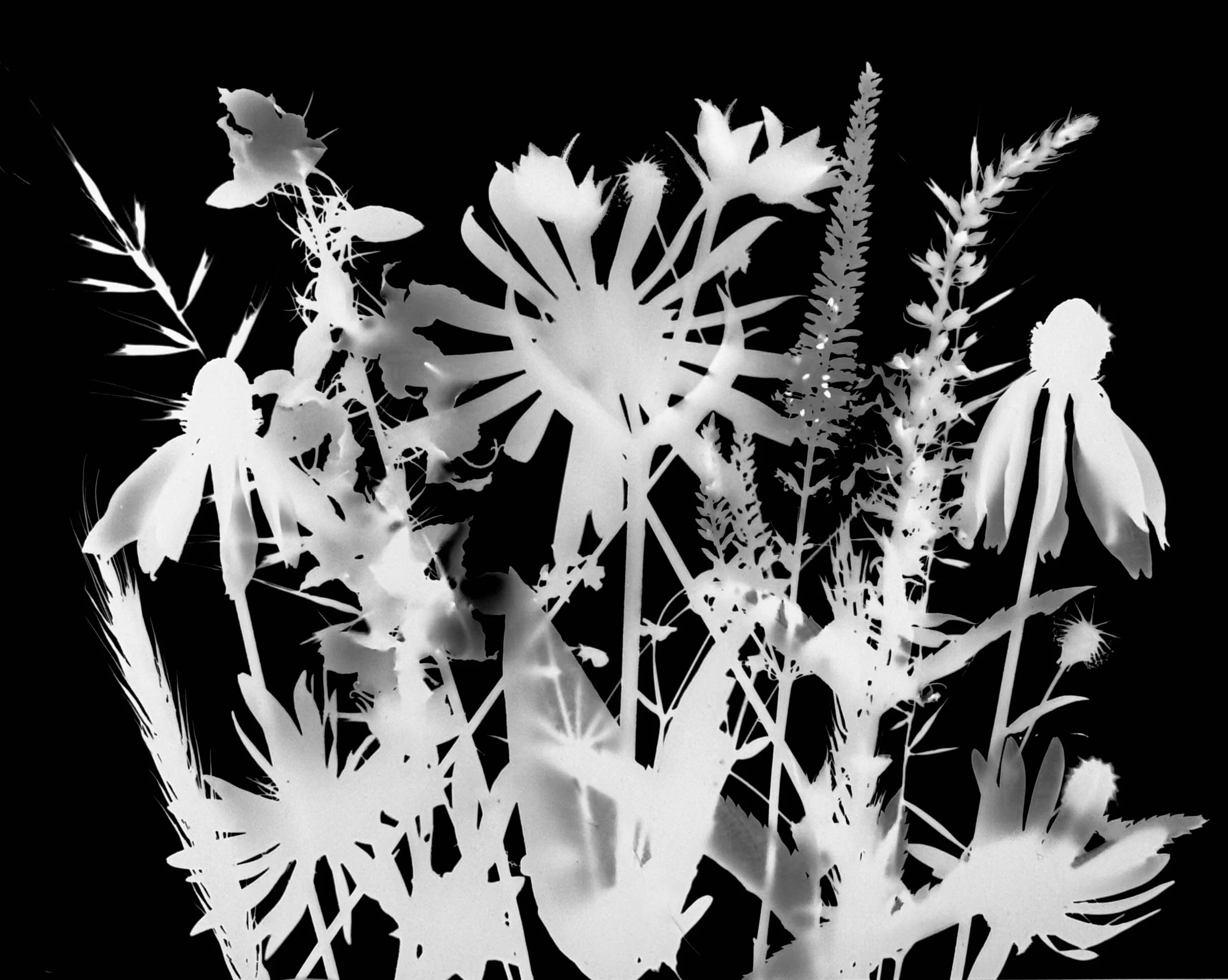 mid summer natives
8x10.   8C