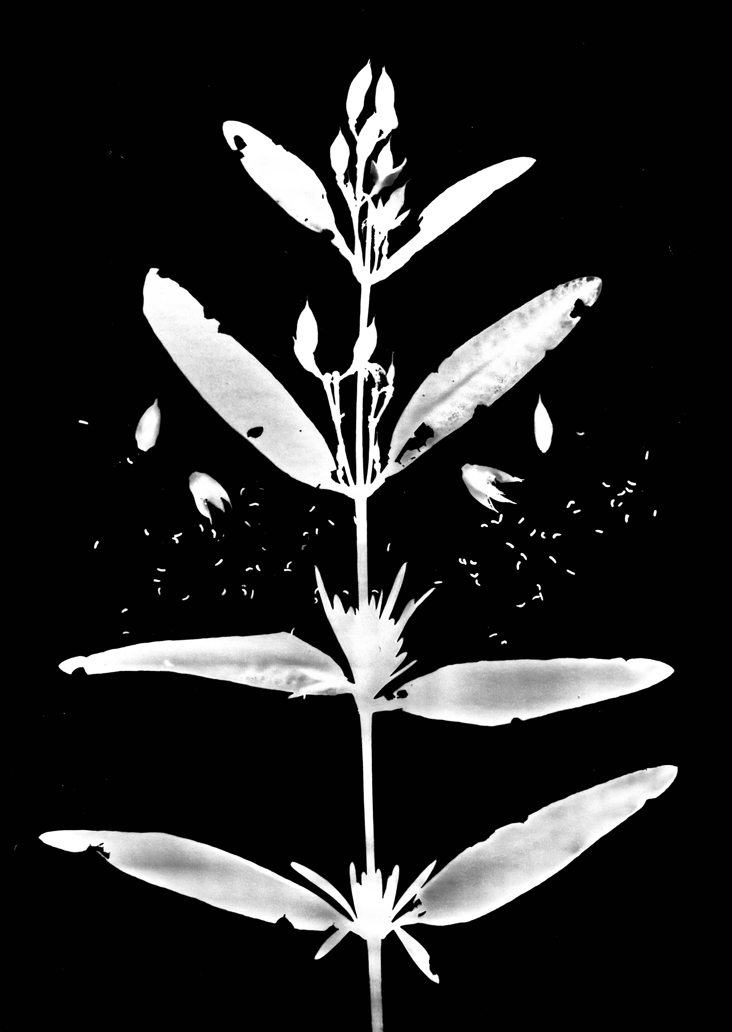 Shrubby St John's wort seeds
Hypericum prolificum. 5x7