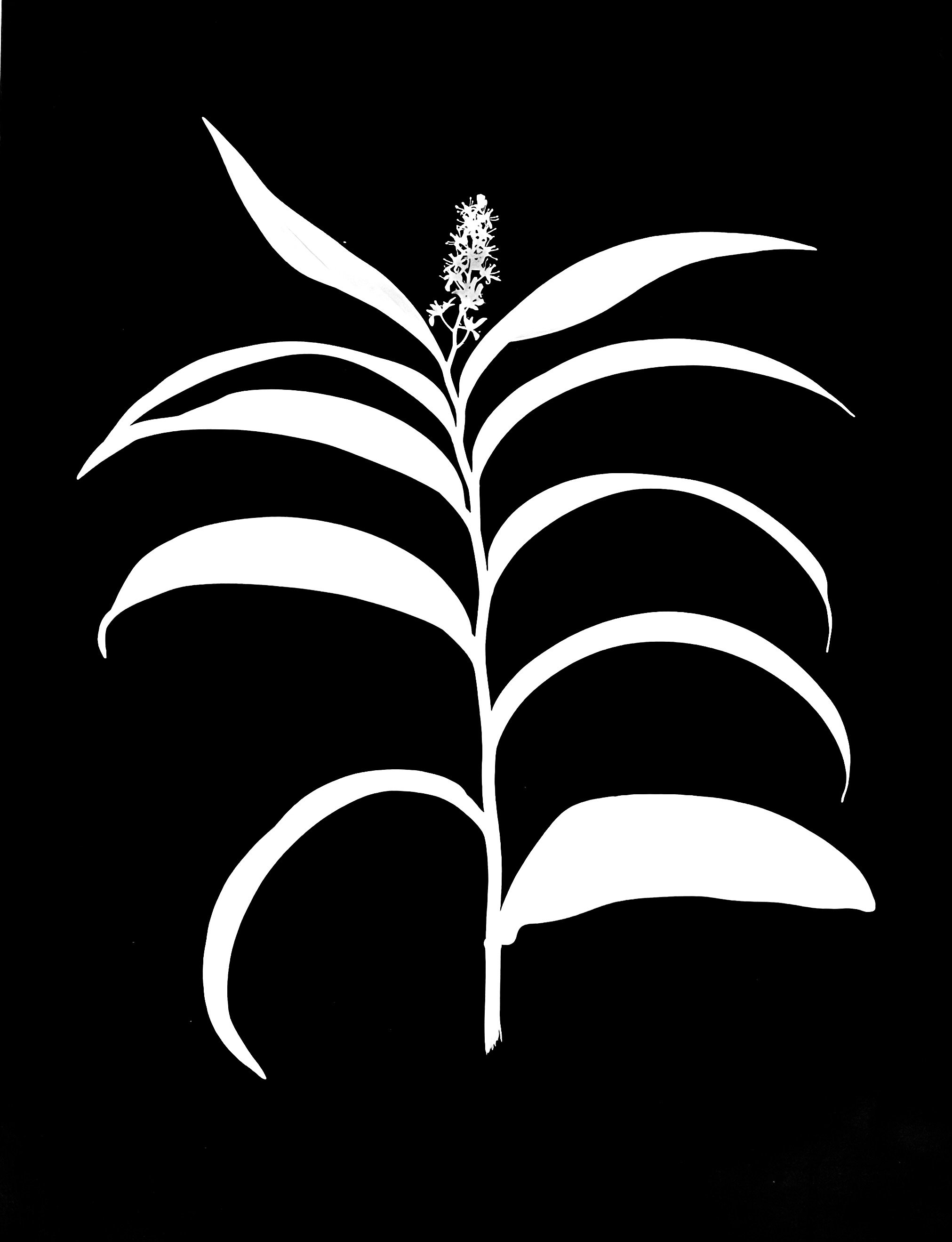 Starry False Solomon's Seal     
Smilacina stellata    11x14