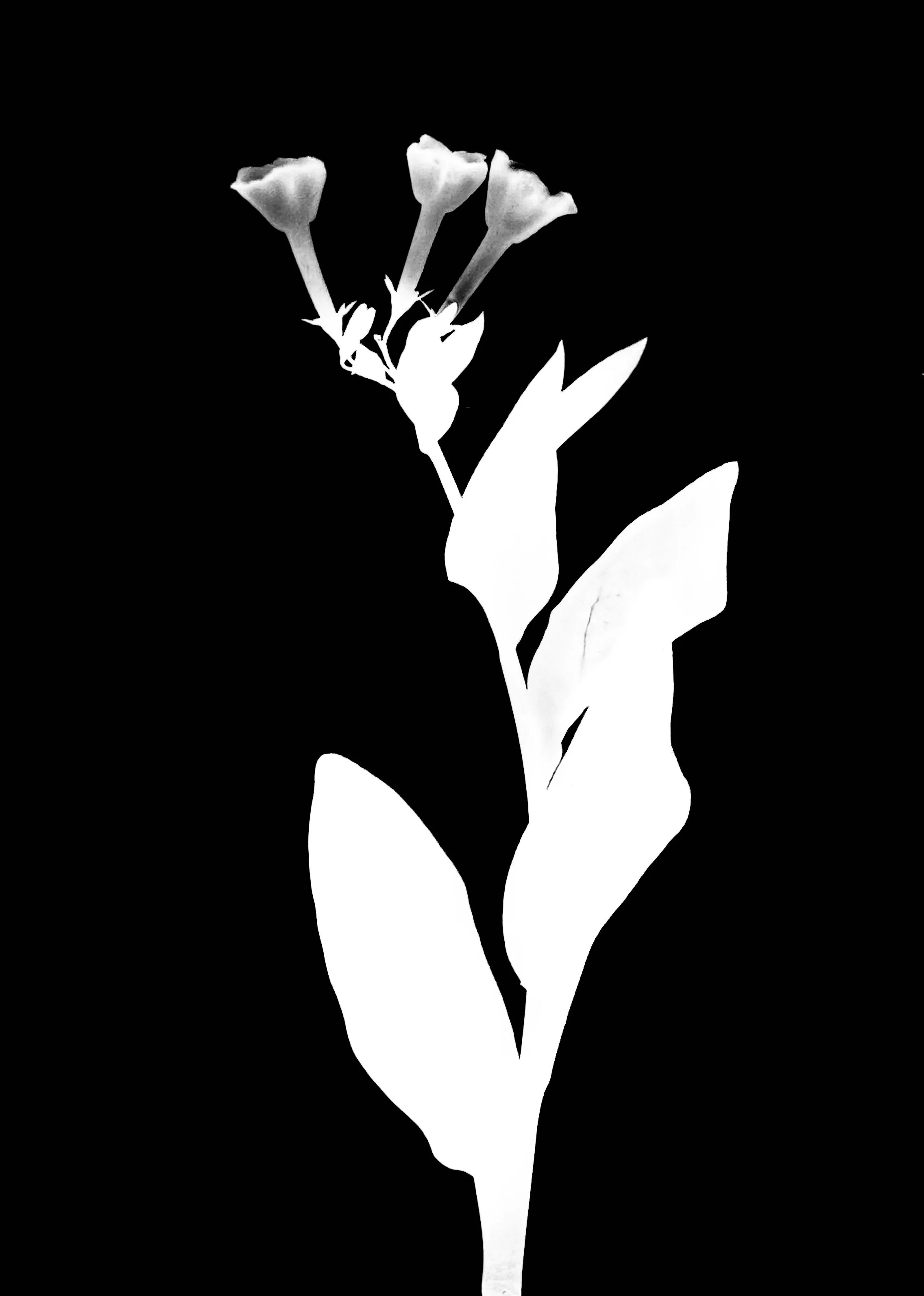 Virginia bluebells. 5x7
Mertensia Virginica