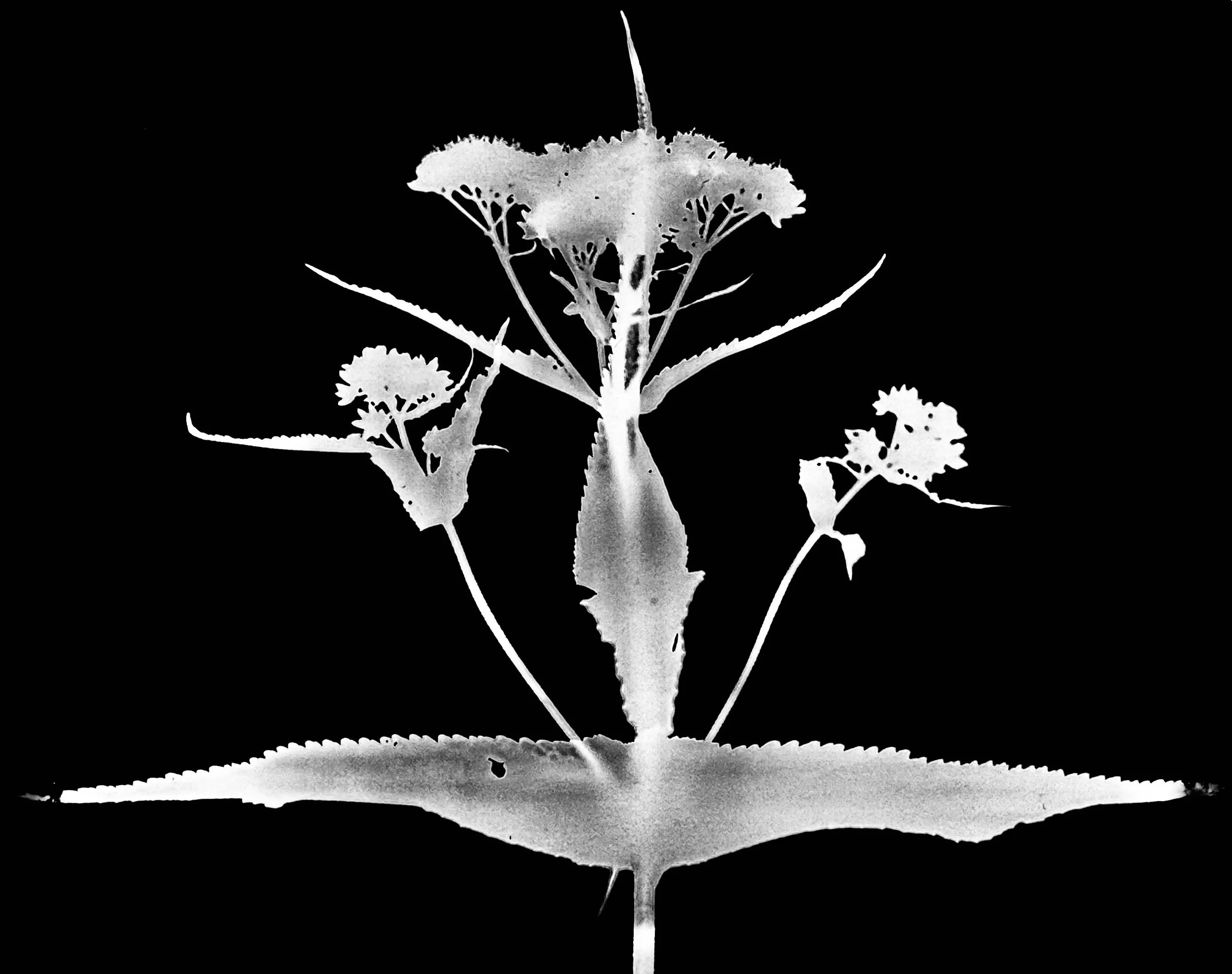 Common boneset  5x7
Eupatorium perfoliatum