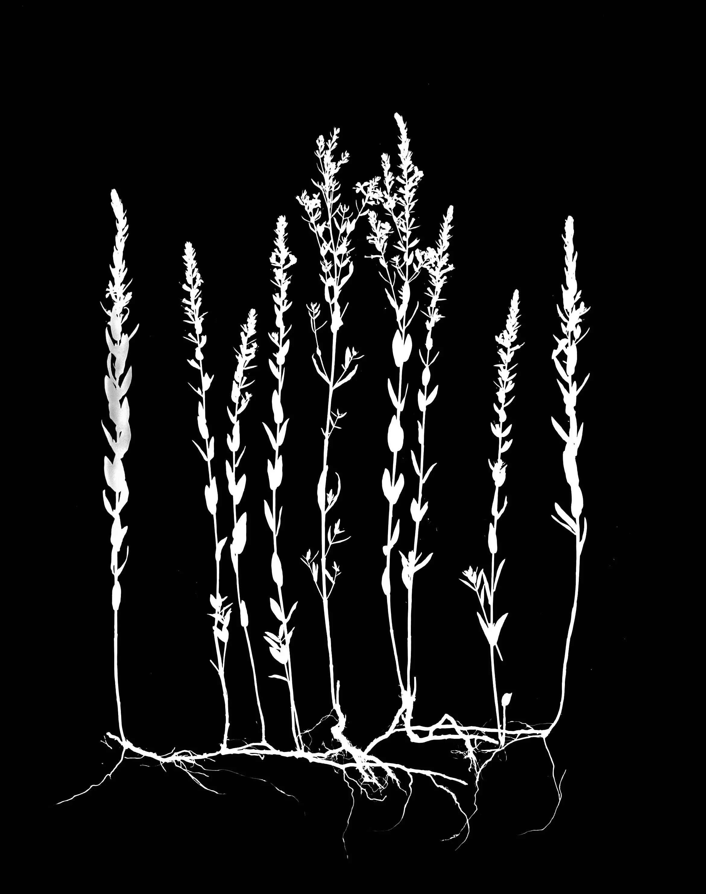 Winged Loosestrife
Lithium alatum. 16x20