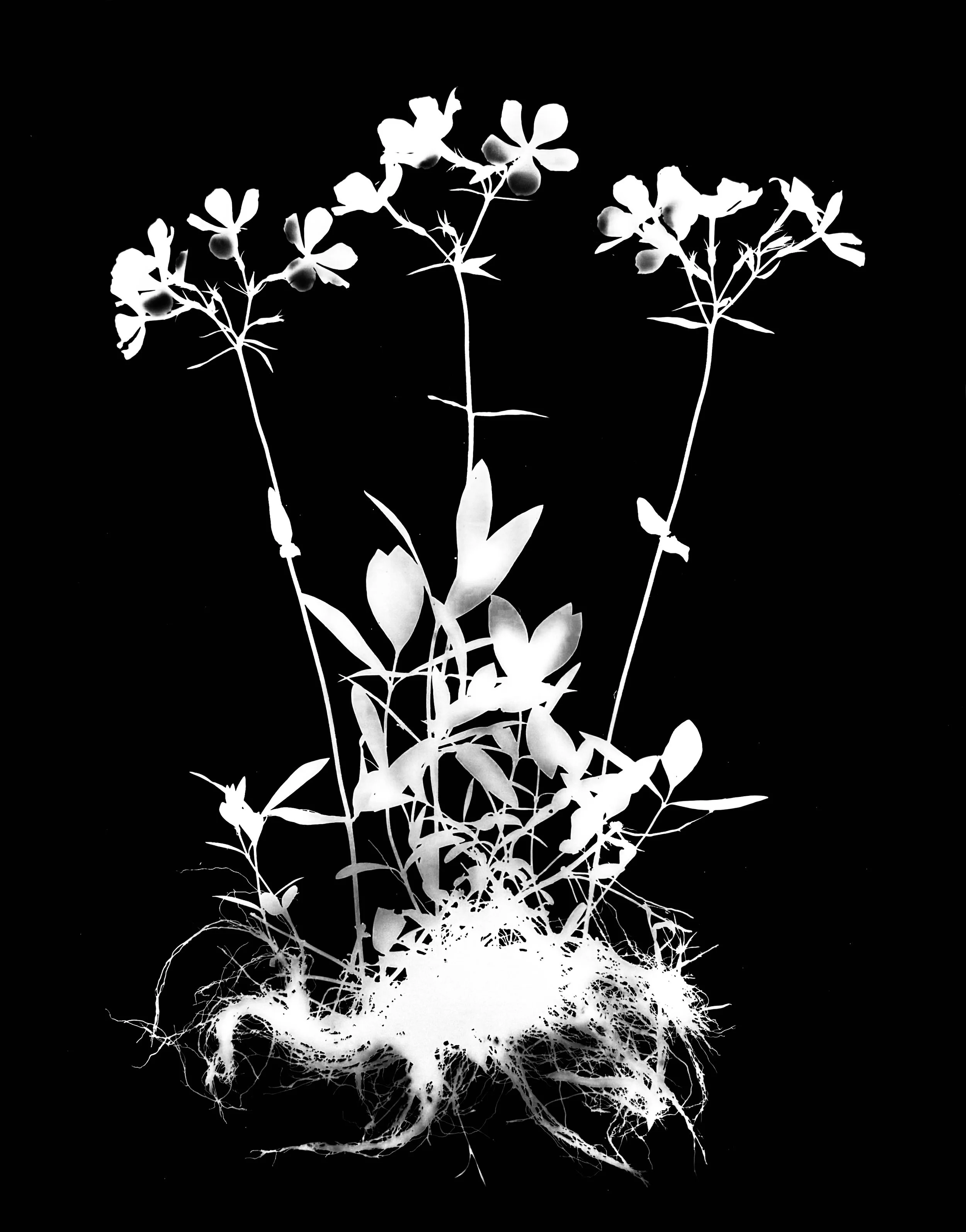 Woodland Phlox. 16x20
Phlox divaricata