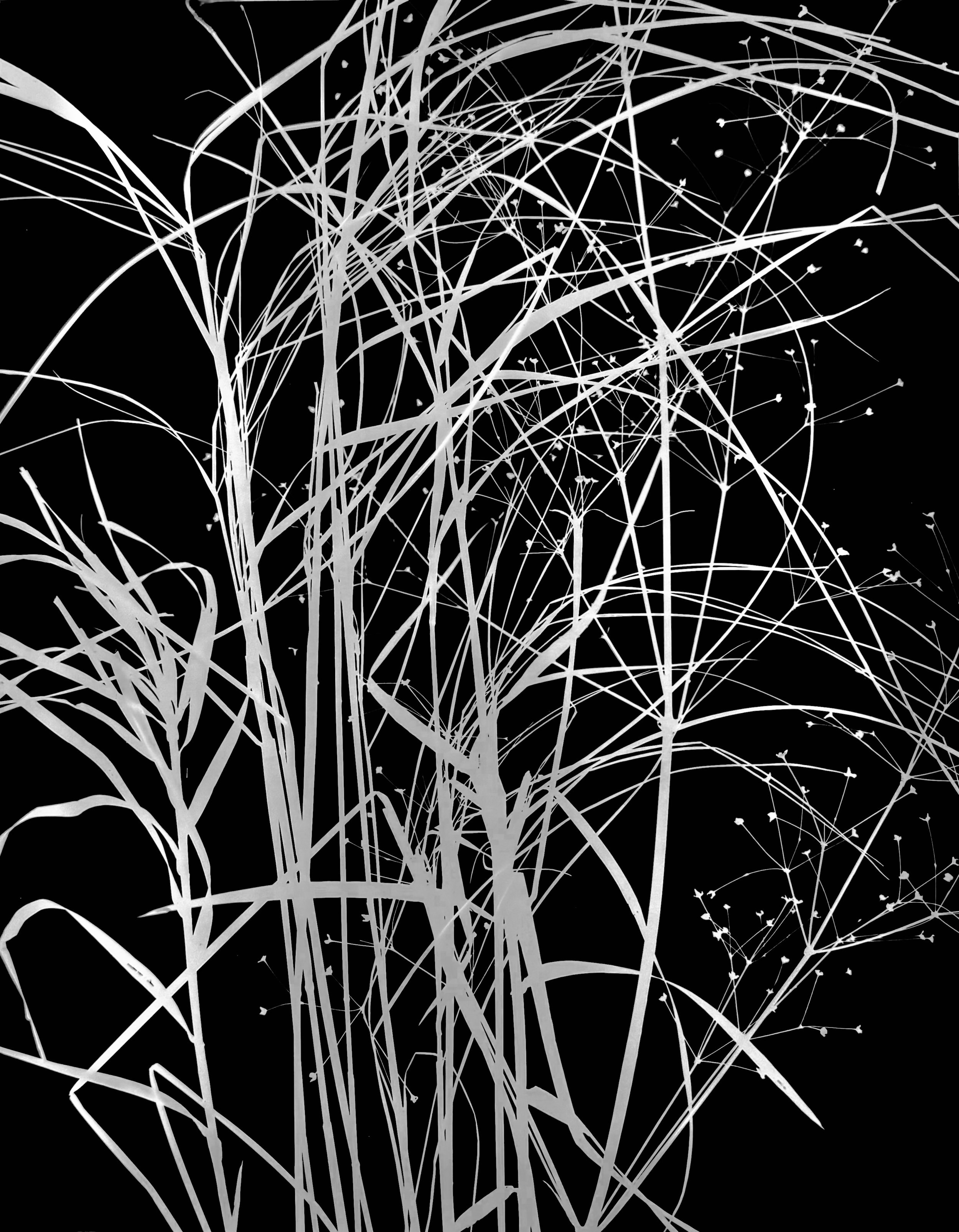 Dormant prairie plants. 11x14