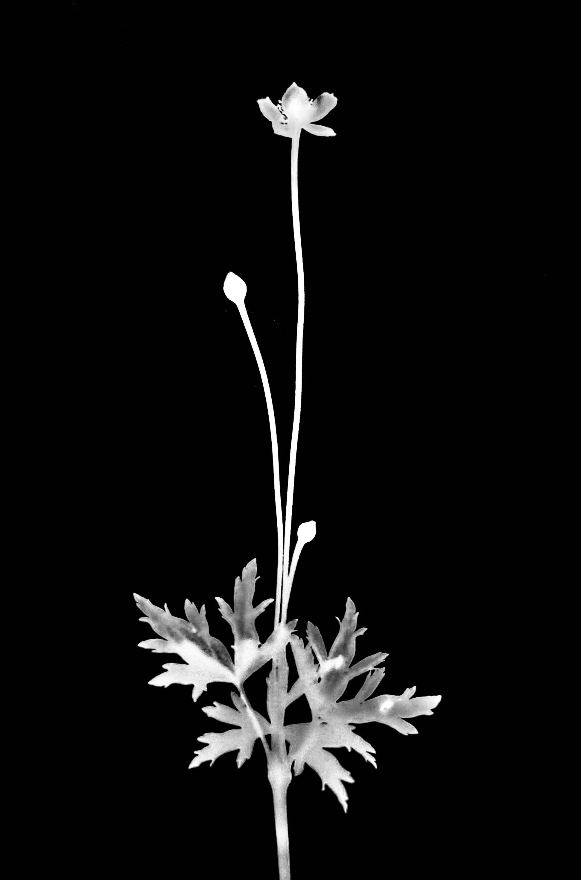 Thimbleweed  5x7
Anemone cylindrica