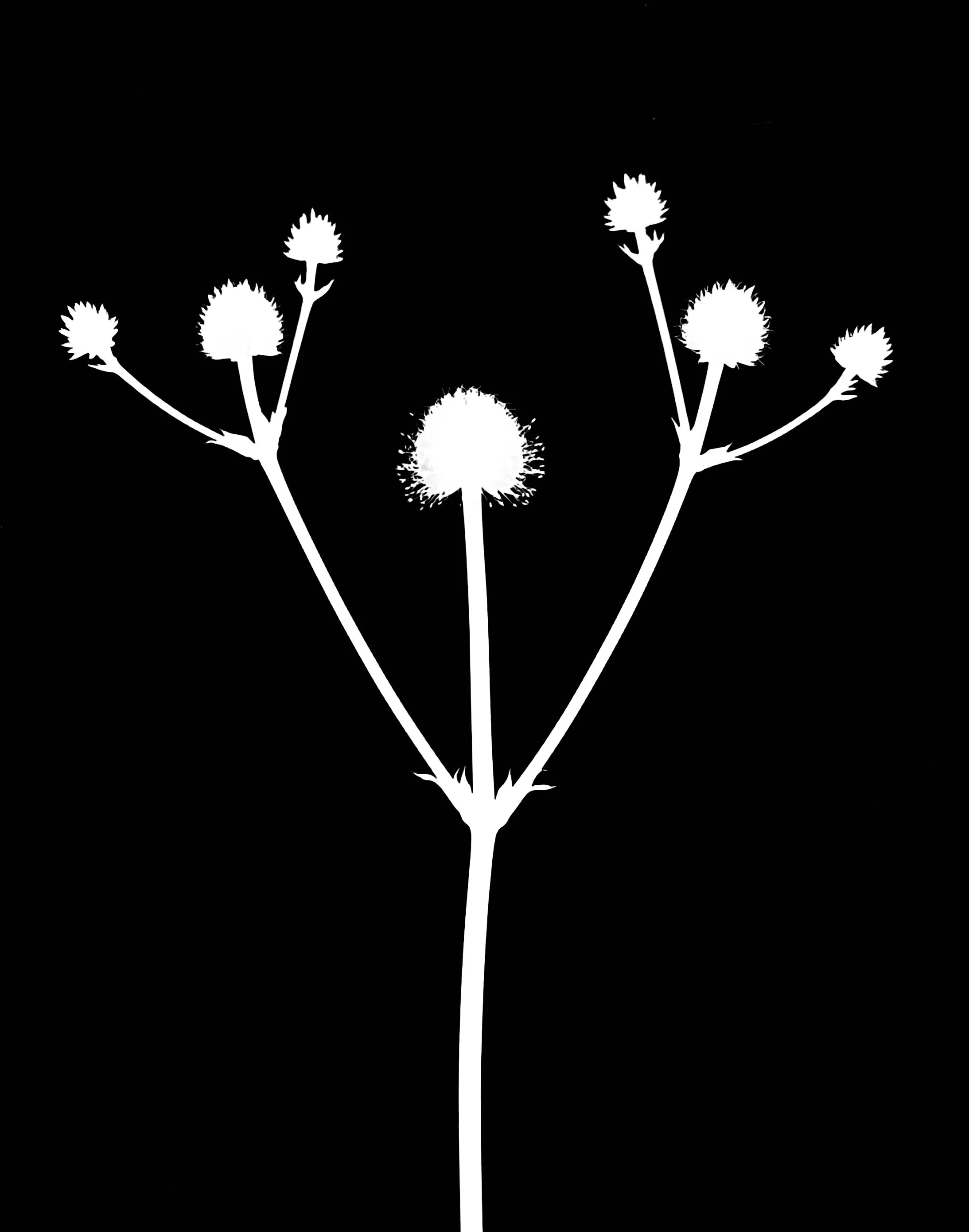 Rattlesnake Master.    5x7
Eryngium yuccafolium, var2