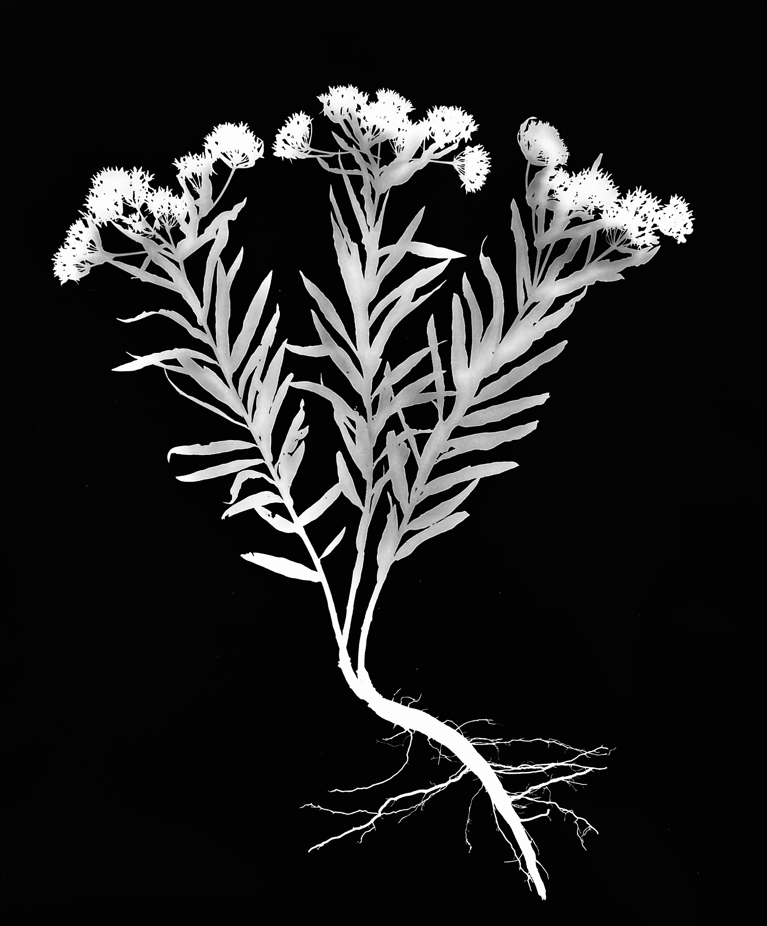 Butterflyweed. 16x20
Asclepias tuberosa