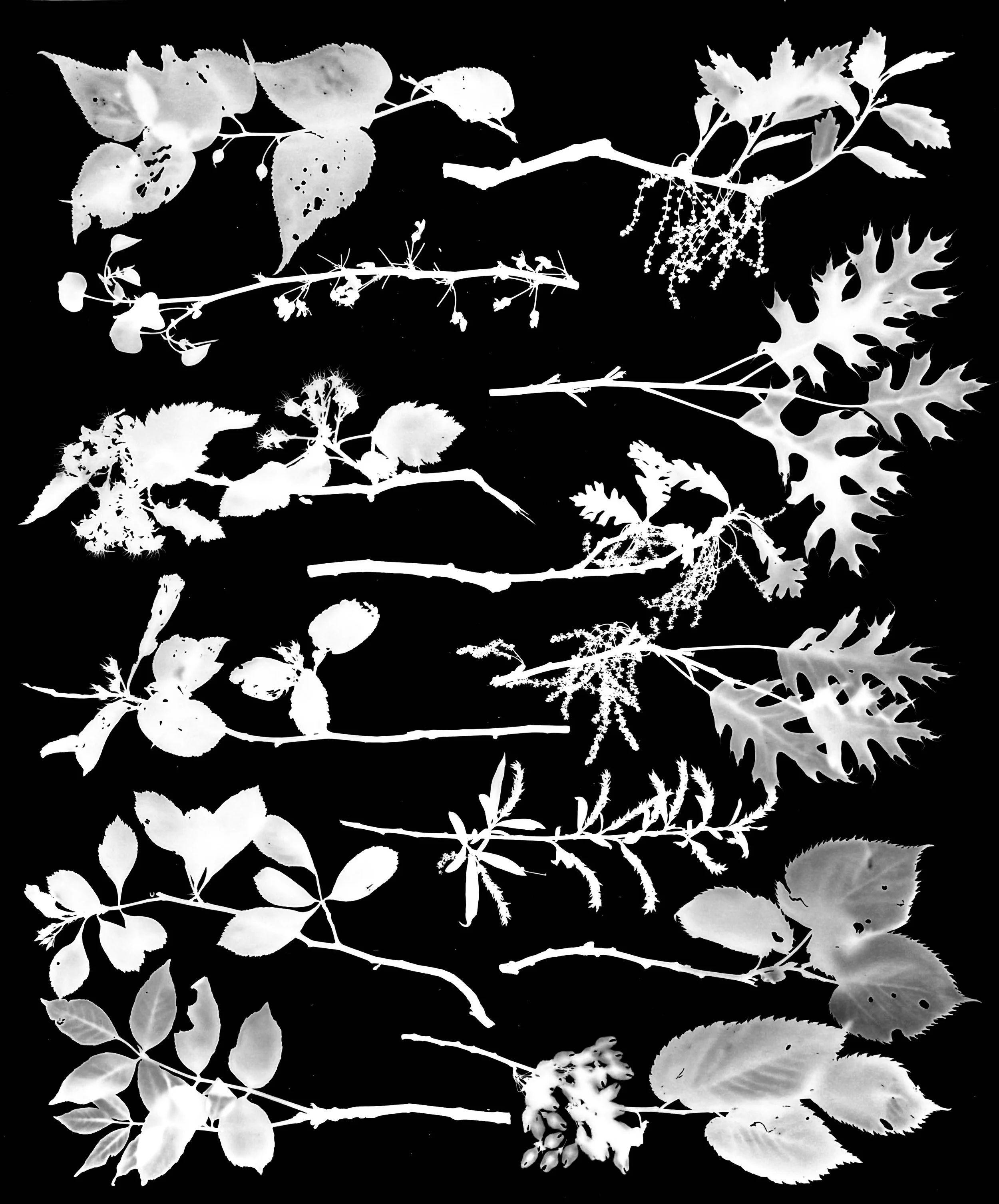 Native Tree Twigs at 