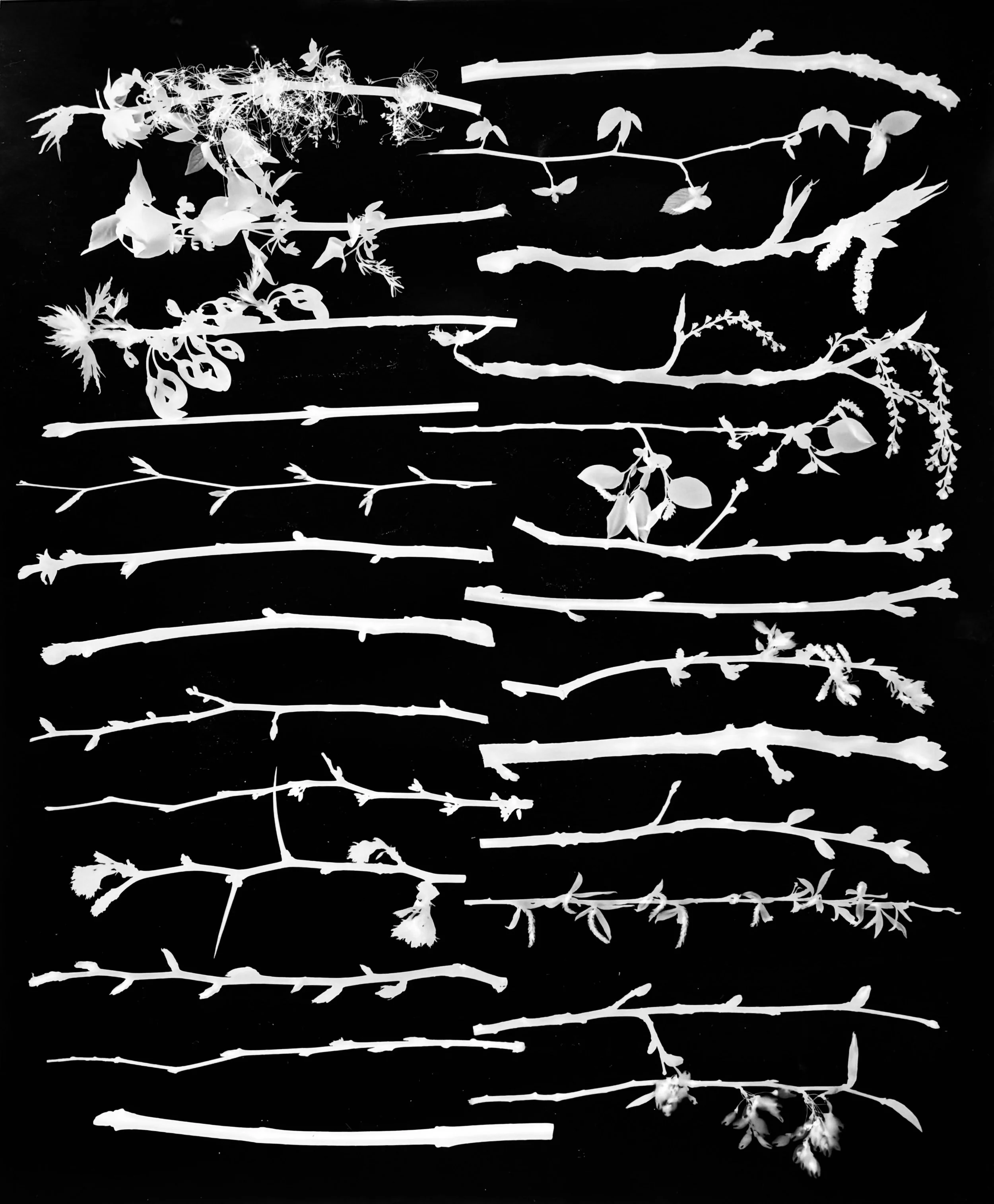 Native Tree Twigs After Bud Break, NE Illinois
20x24.    2 of 4