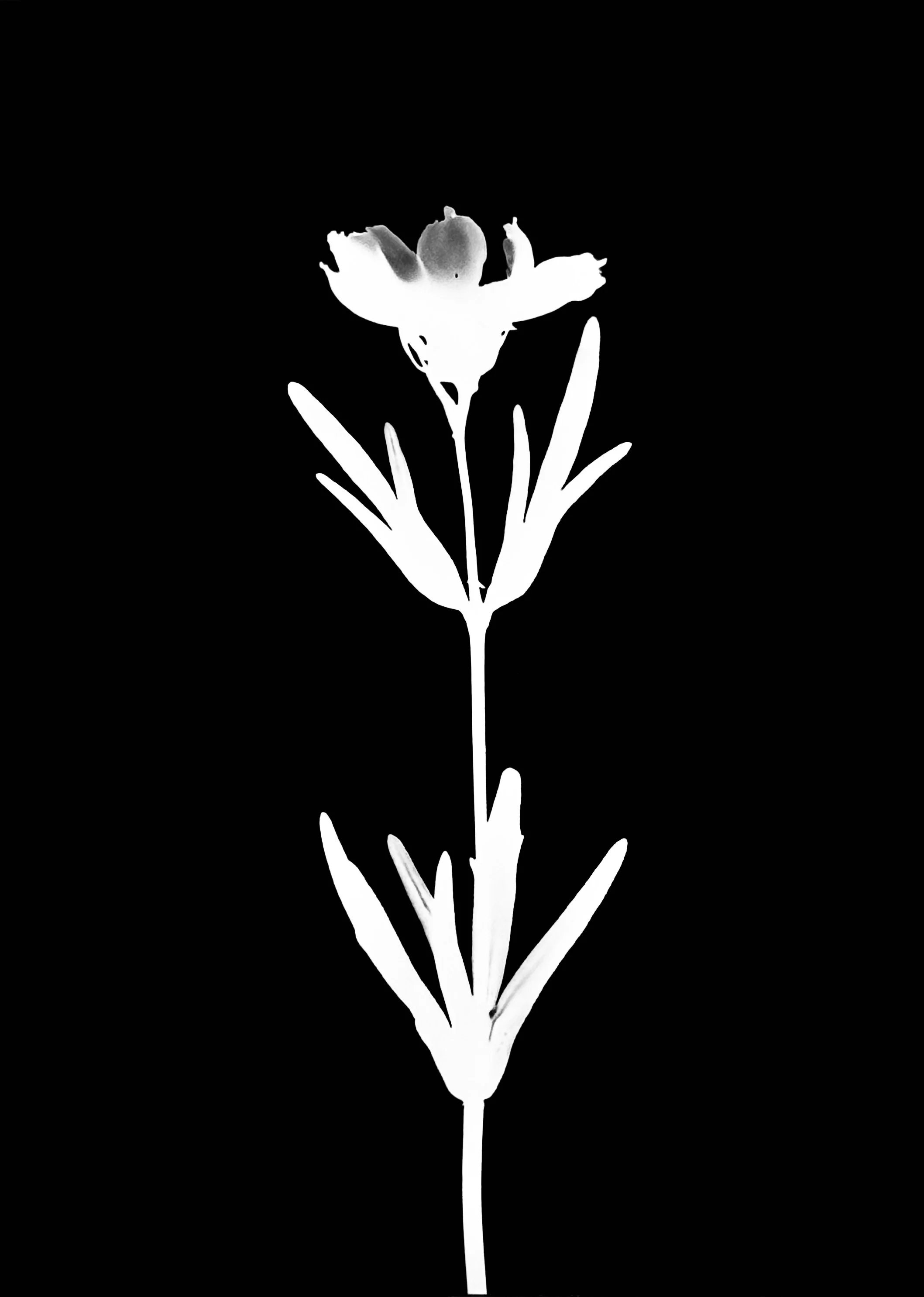 Prairie coreopsis. 5x7
Coreopsis palmata