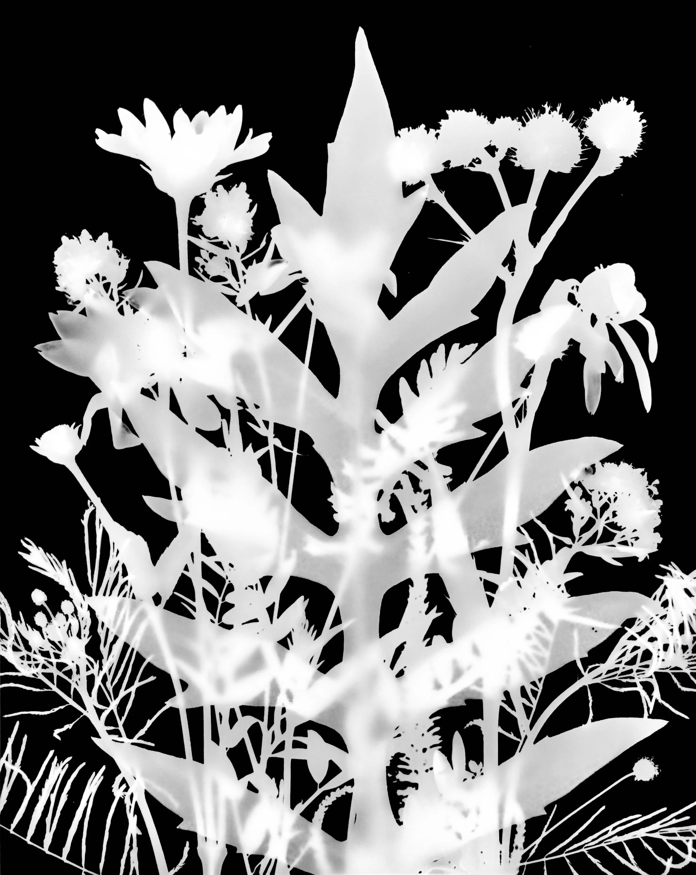 Mid summer natives
8x10.  5A