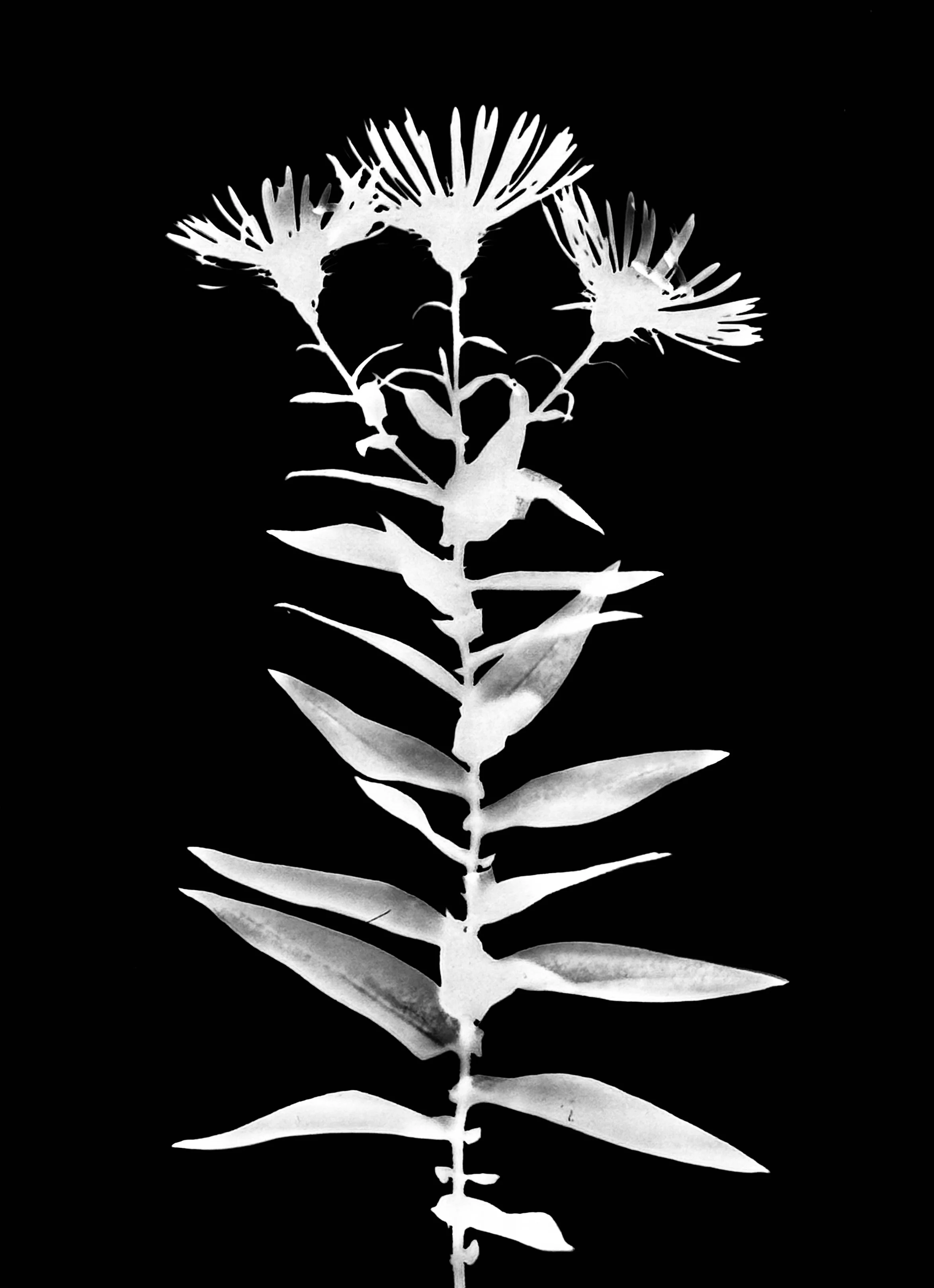 New England aster. 5x7
Symphyotrichum novae-anglia