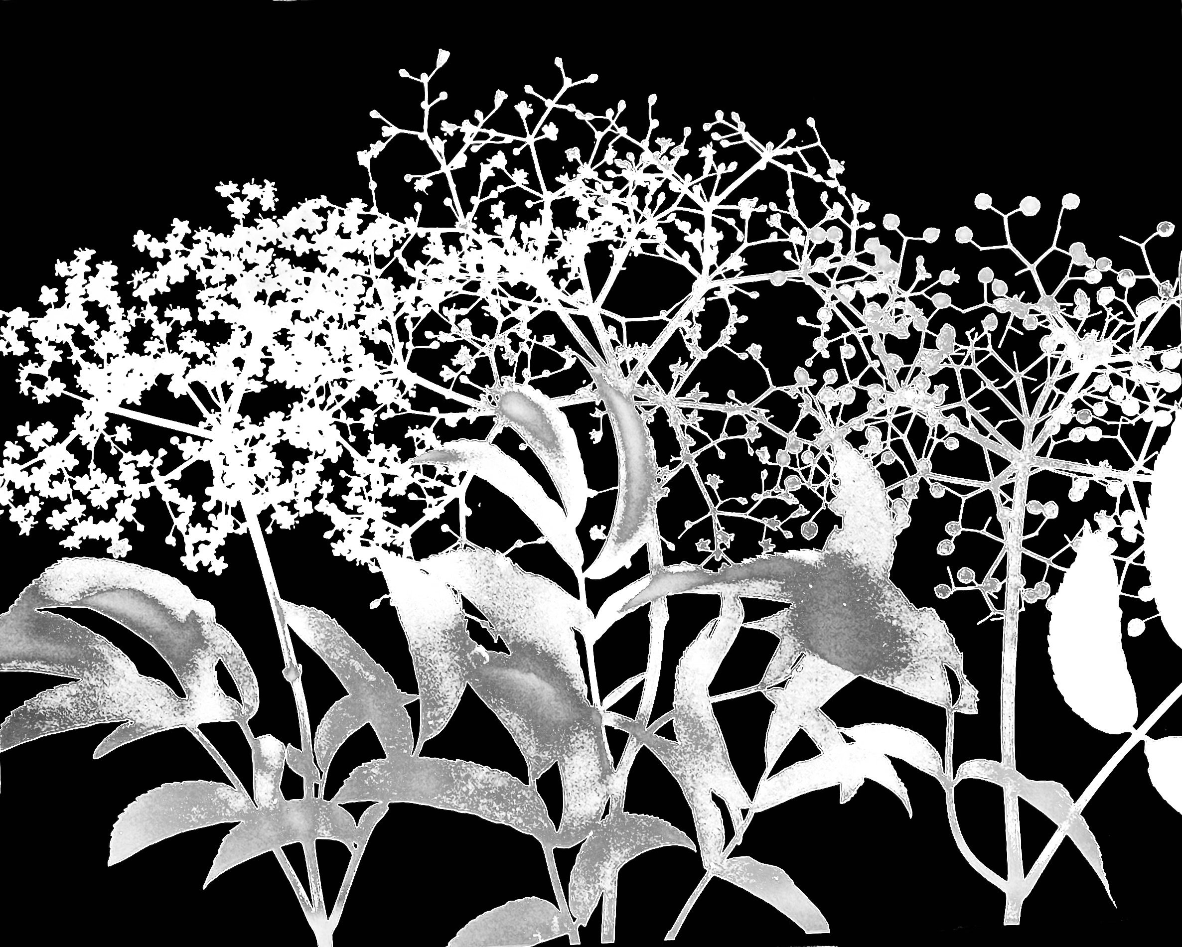 Elderberry, bloom to berries
Sambucus canadensis.    16x20. 1A