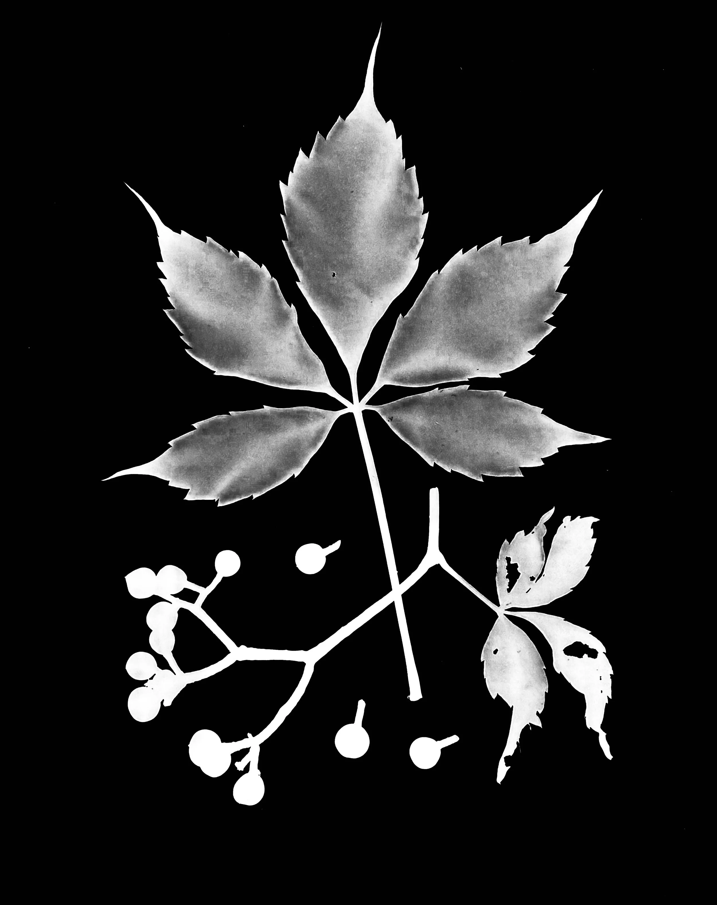 Virginia Creeper berries. 5x7
Parthenocissus quinquefolia