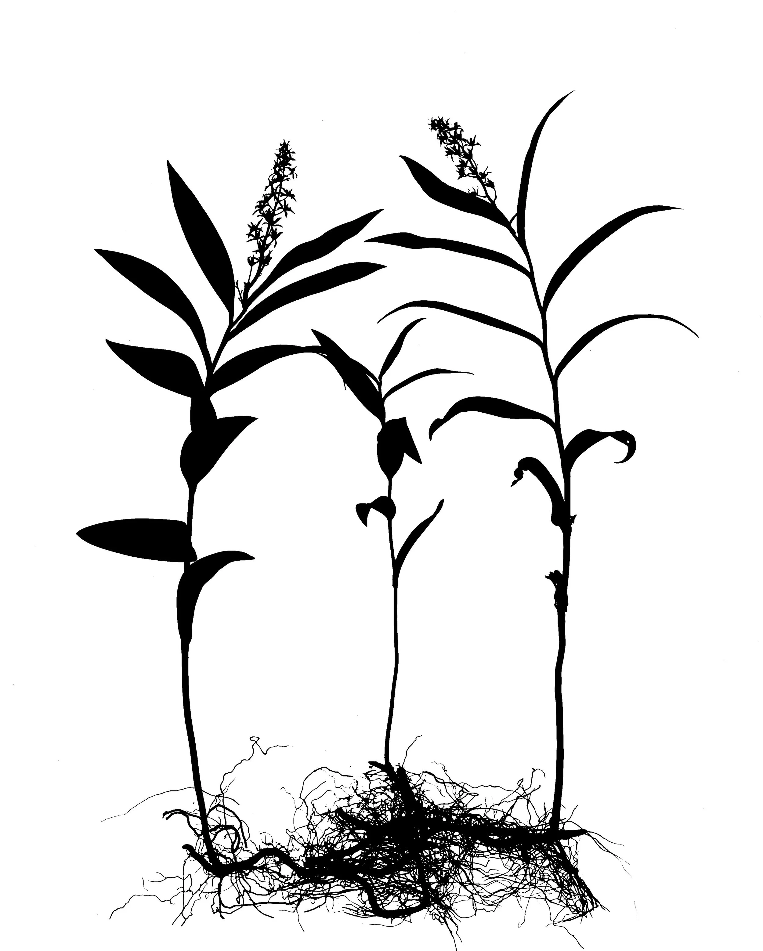 Starry False Solomon's Seal.  
Smilacina stellata.  16x20.  1B