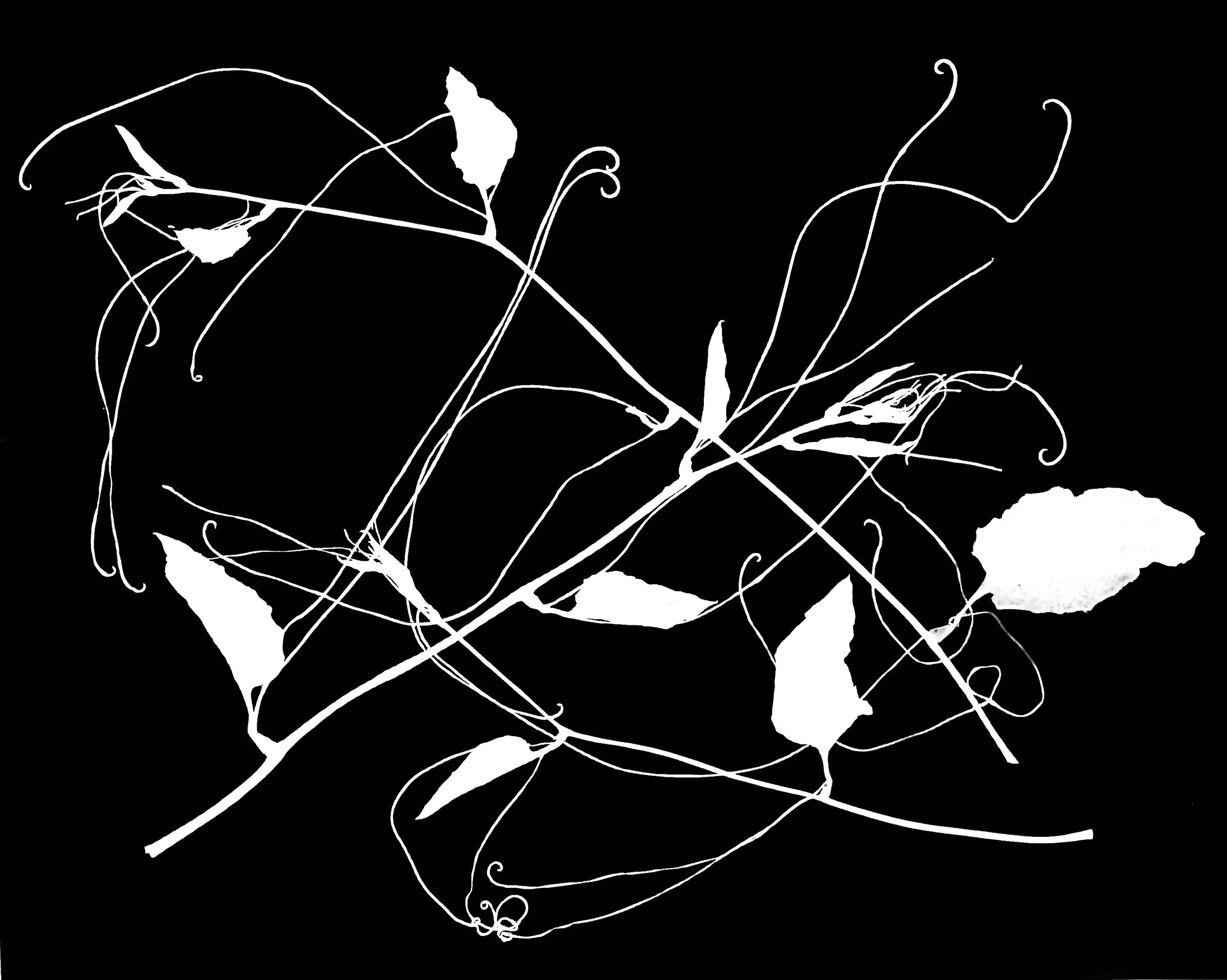 Bristly Cat Brier tendrils
11x14