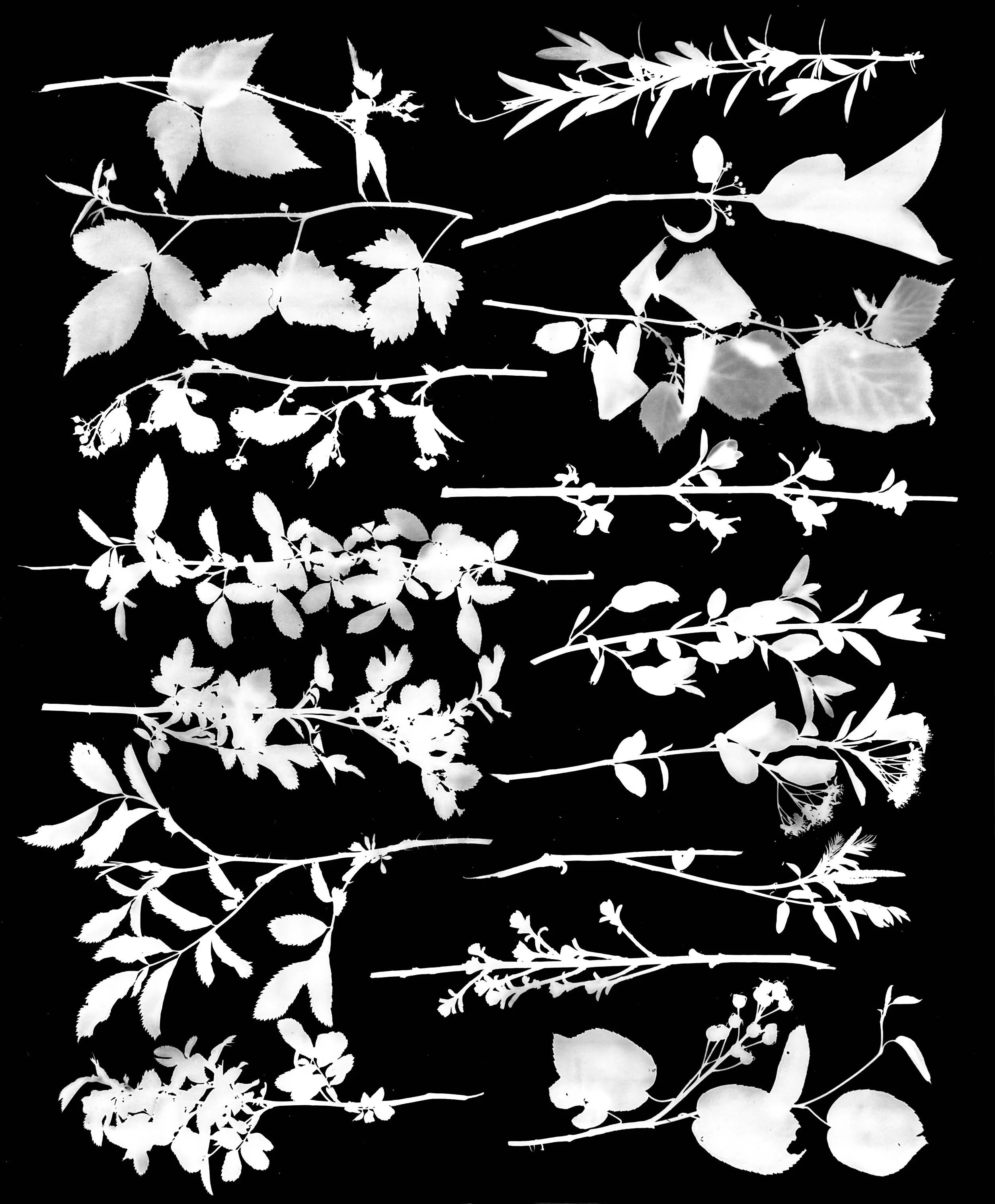 Native Shrub Twigs Early Bloom, NE Illinois
20x24.   4 of 4 (b).        Names Later