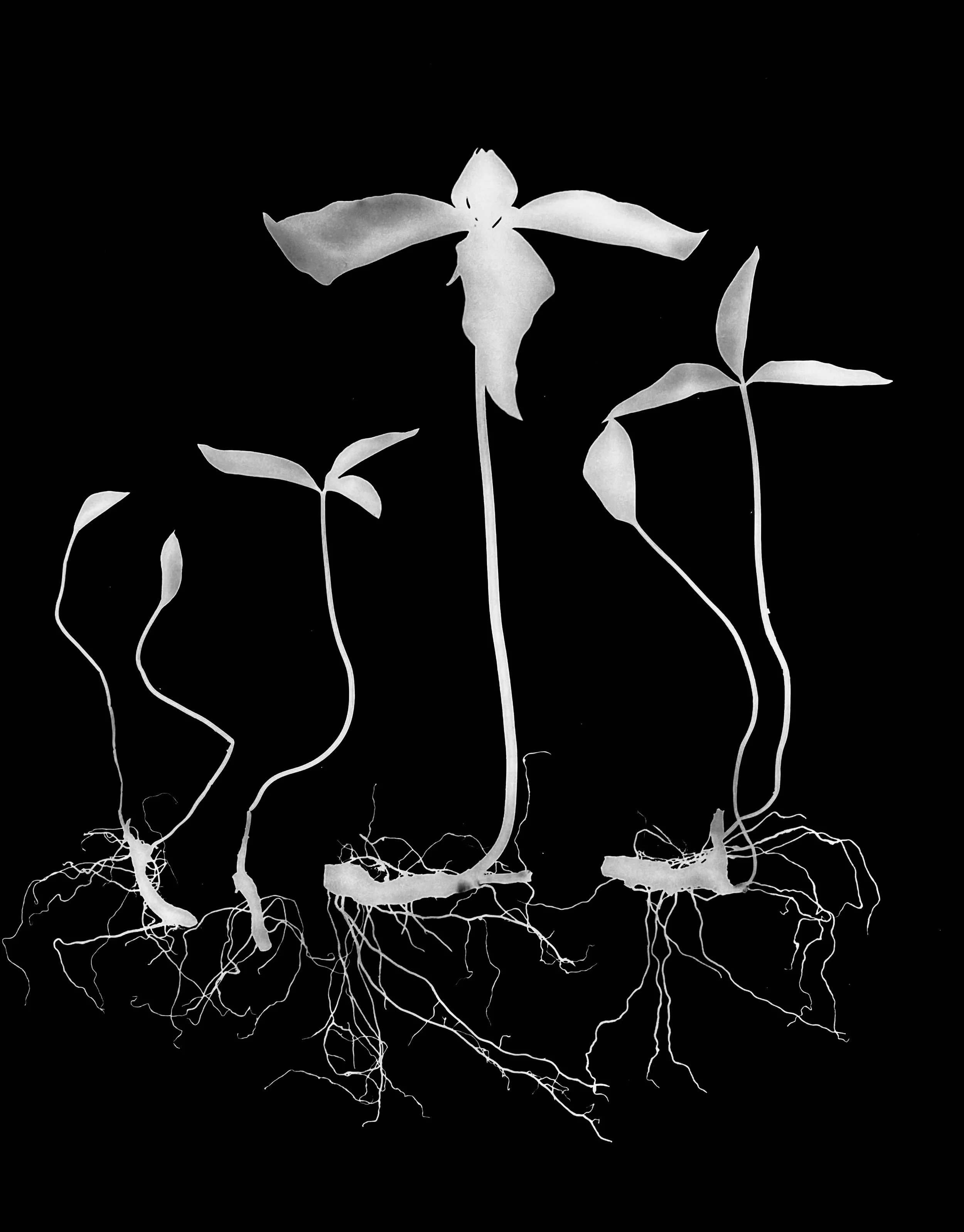 Prairie trillium roots 
Trillium recurvatum  11x14